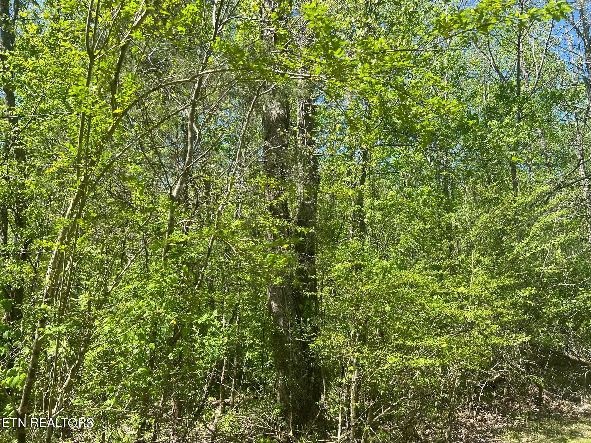 Dunn Road Tellico Plains TN 37385