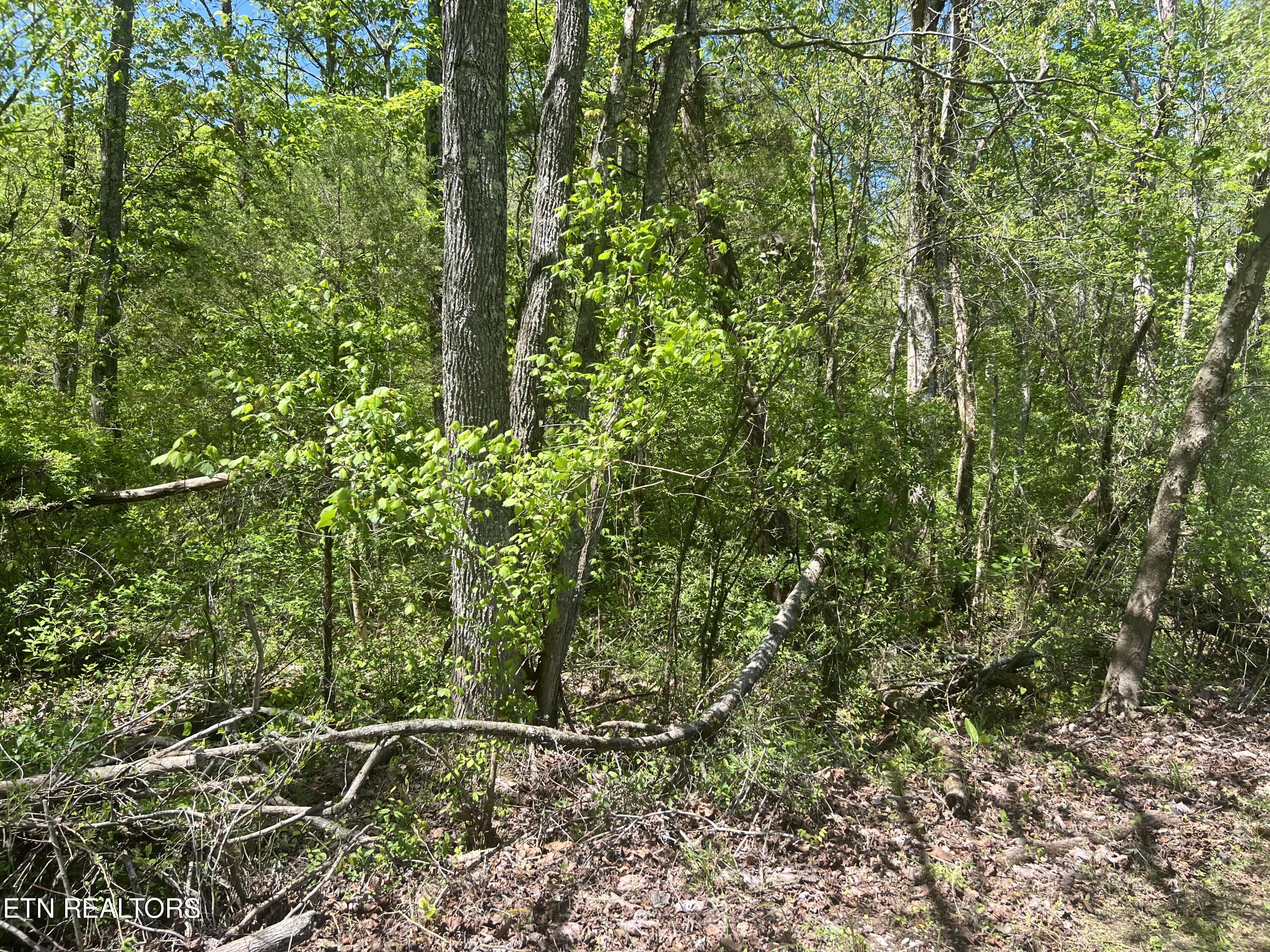 Dunn Road Tellico Plains TN 37385