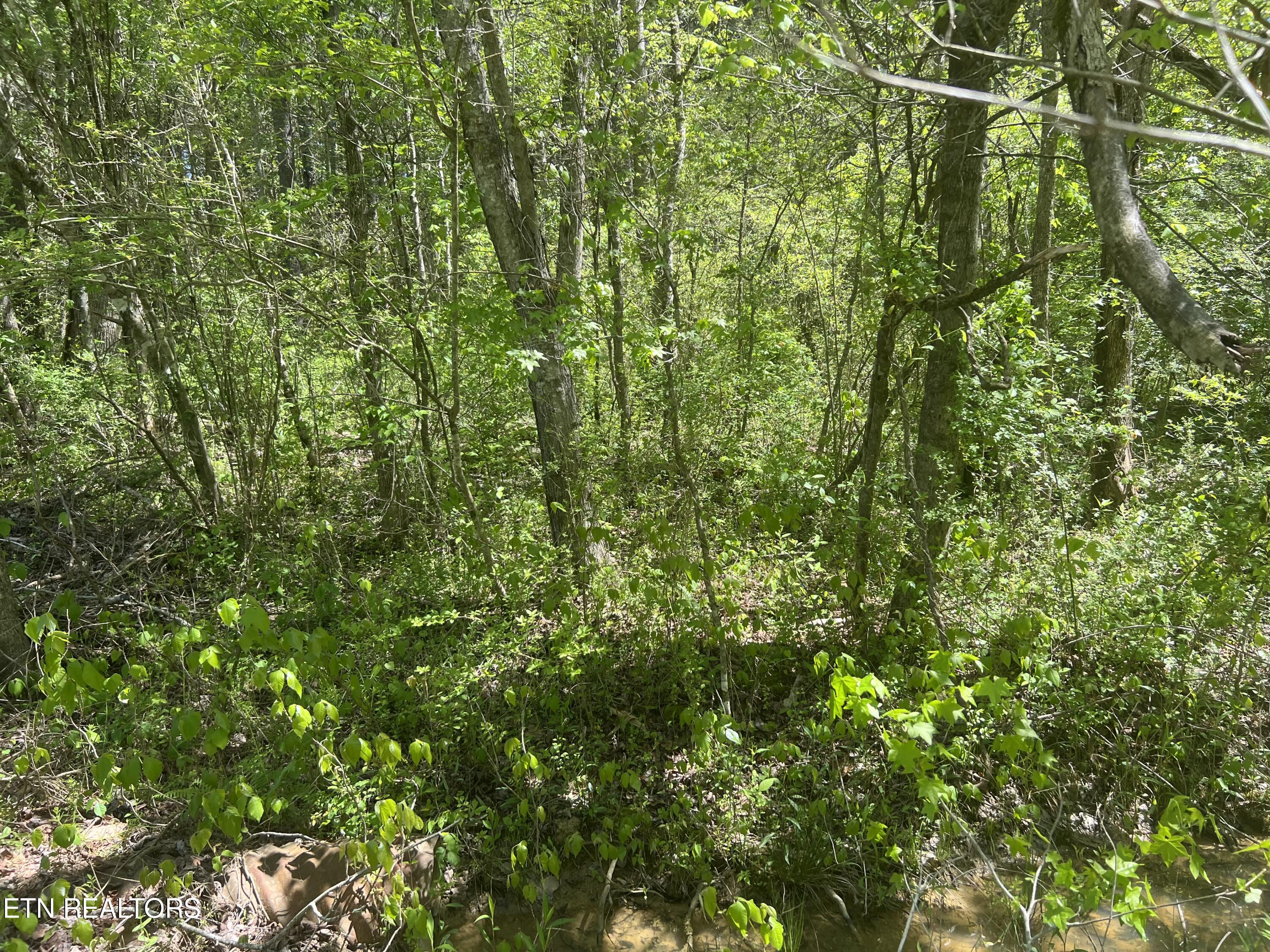Dunn Road Tellico Plains TN 37385