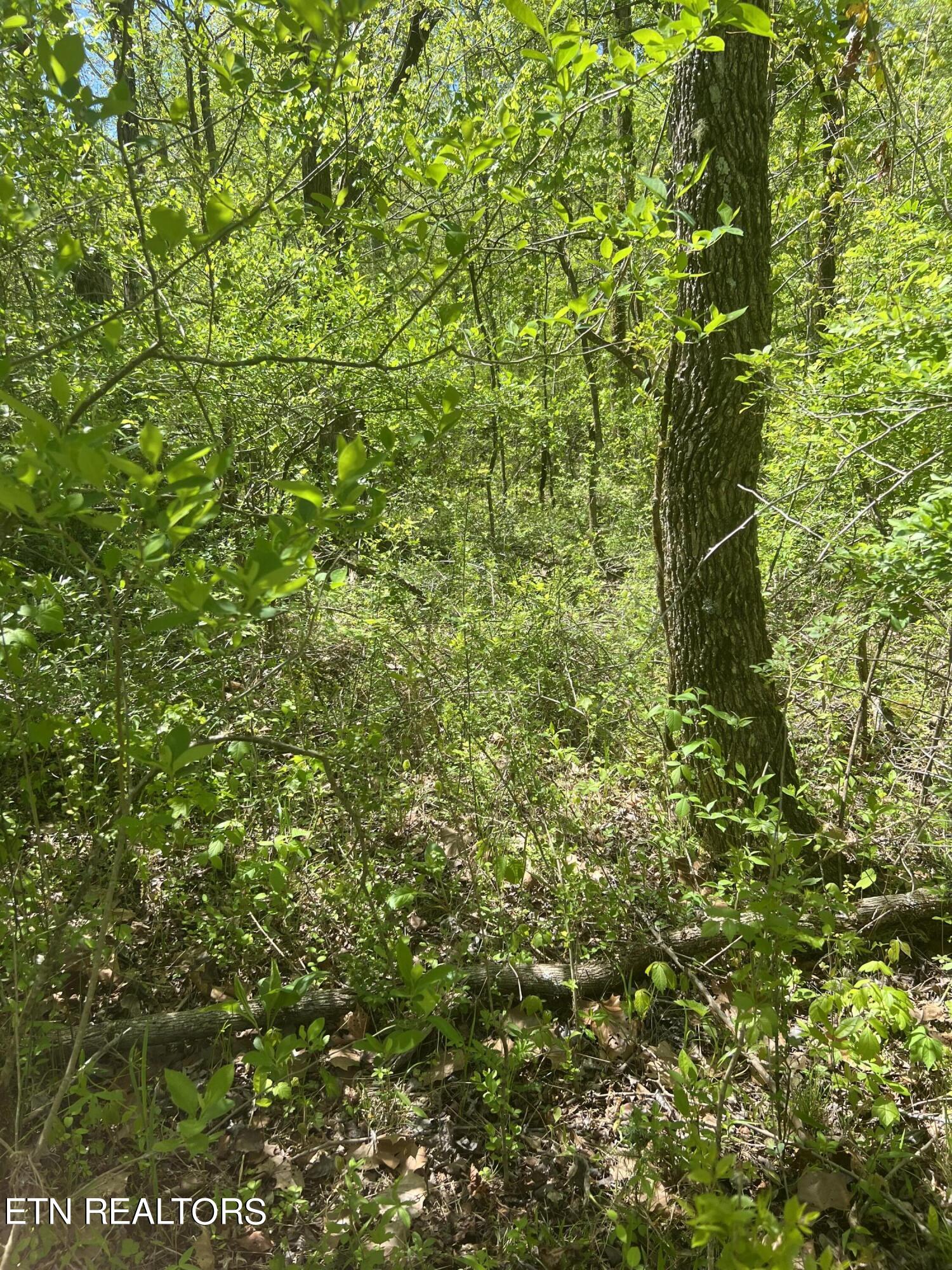 Dunn Road Tellico Plains TN 37385
