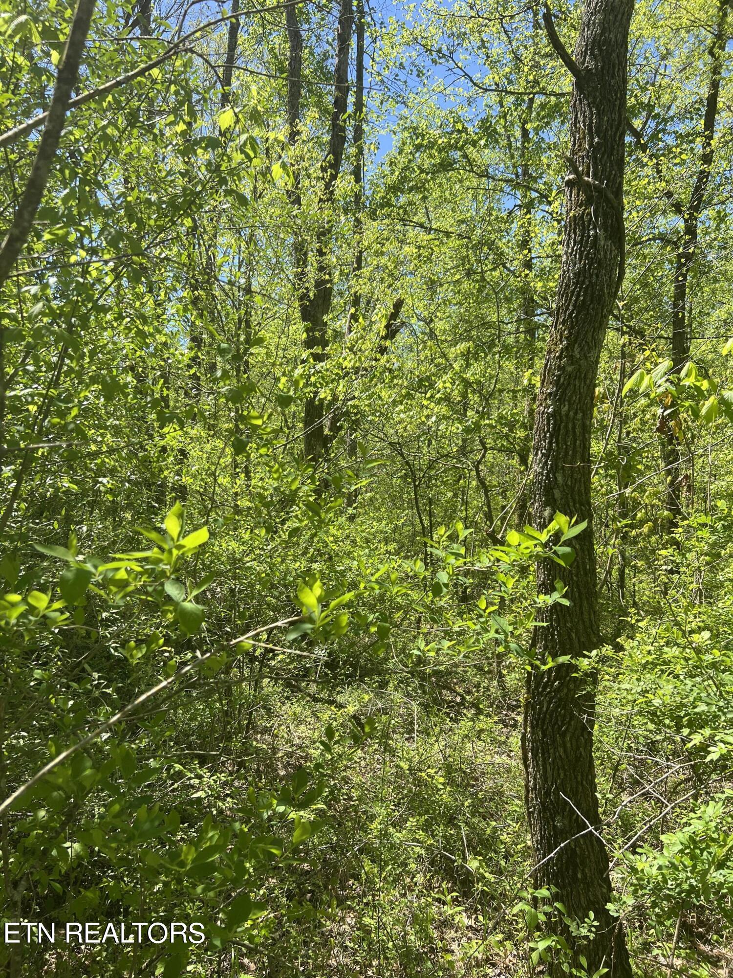 Dunn Road Tellico Plains TN 37385