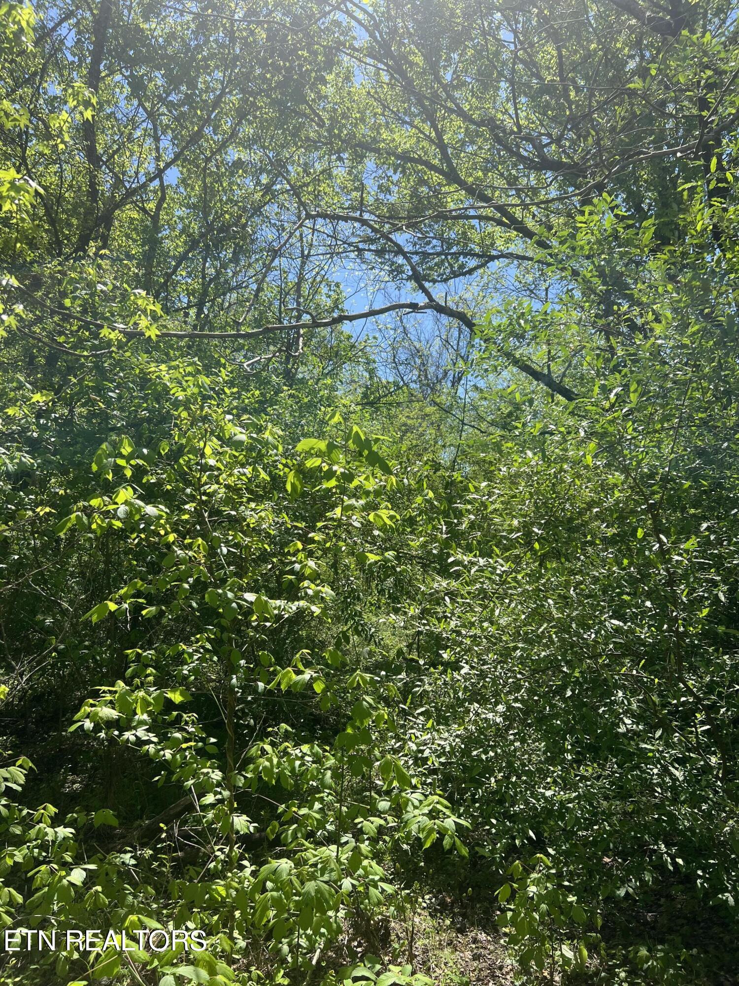 Dunn Road Tellico Plains TN 37385