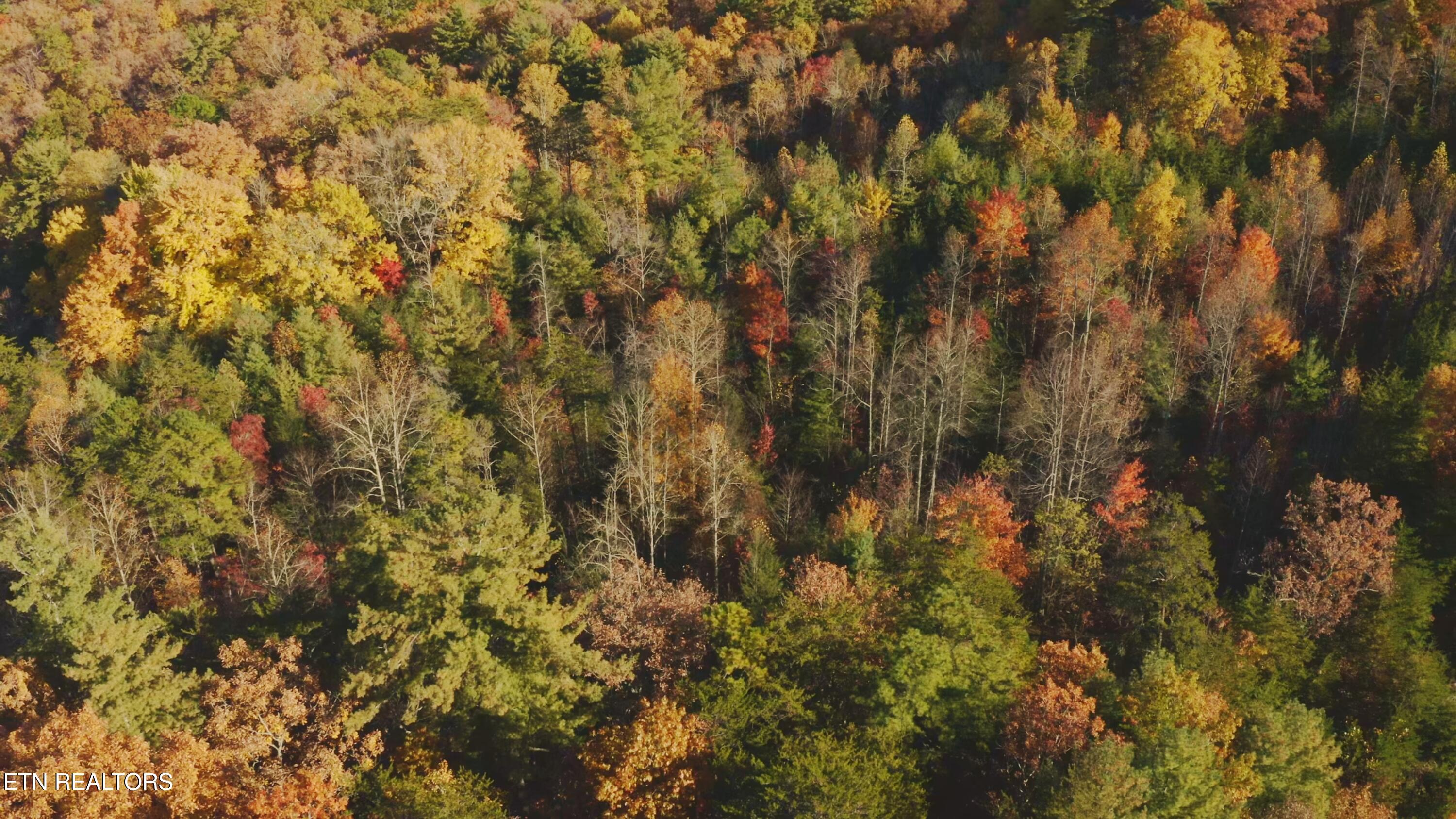 410 Seay Hollow Road Del Rio TN 37727