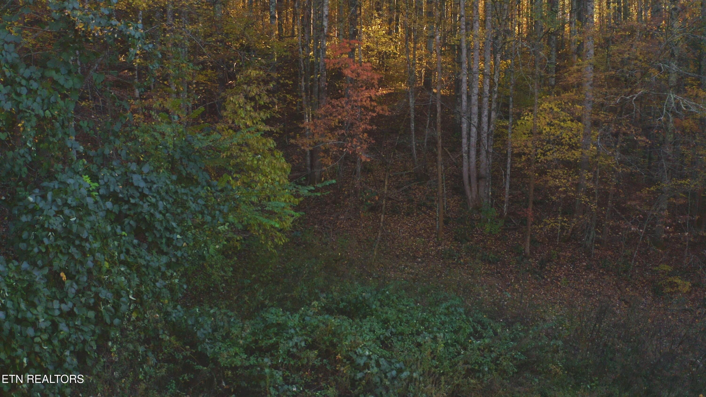 410 Seay Hollow Road Del Rio TN 37727
