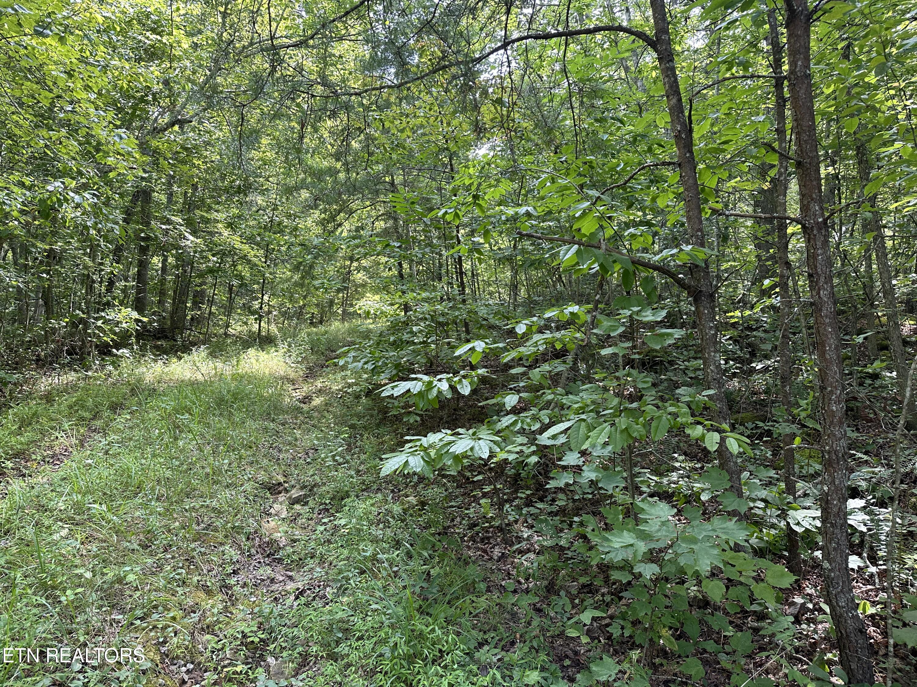 Anthony Road Deer Lodge TN 37726