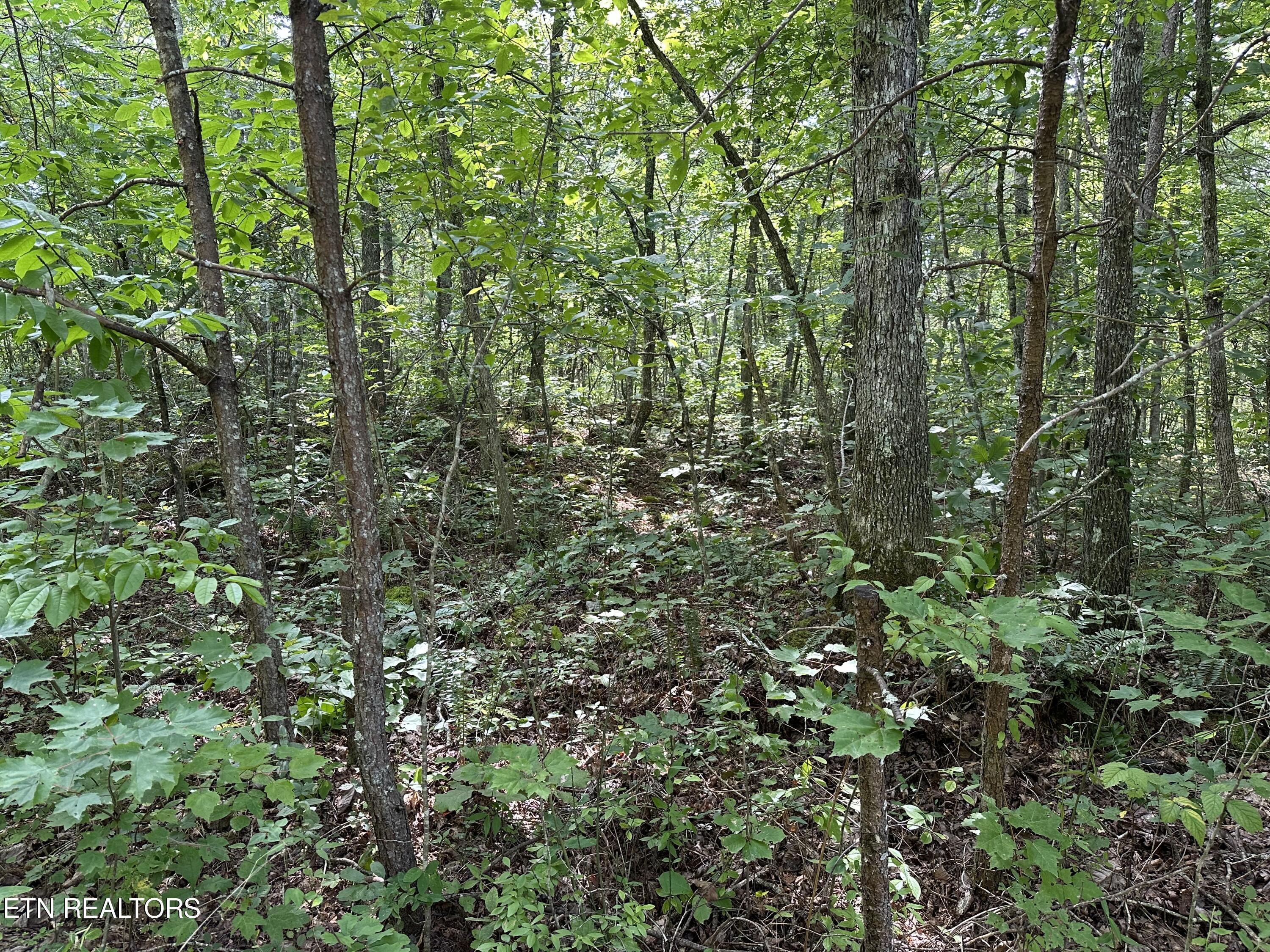 Anthony Road Deer Lodge TN 37726