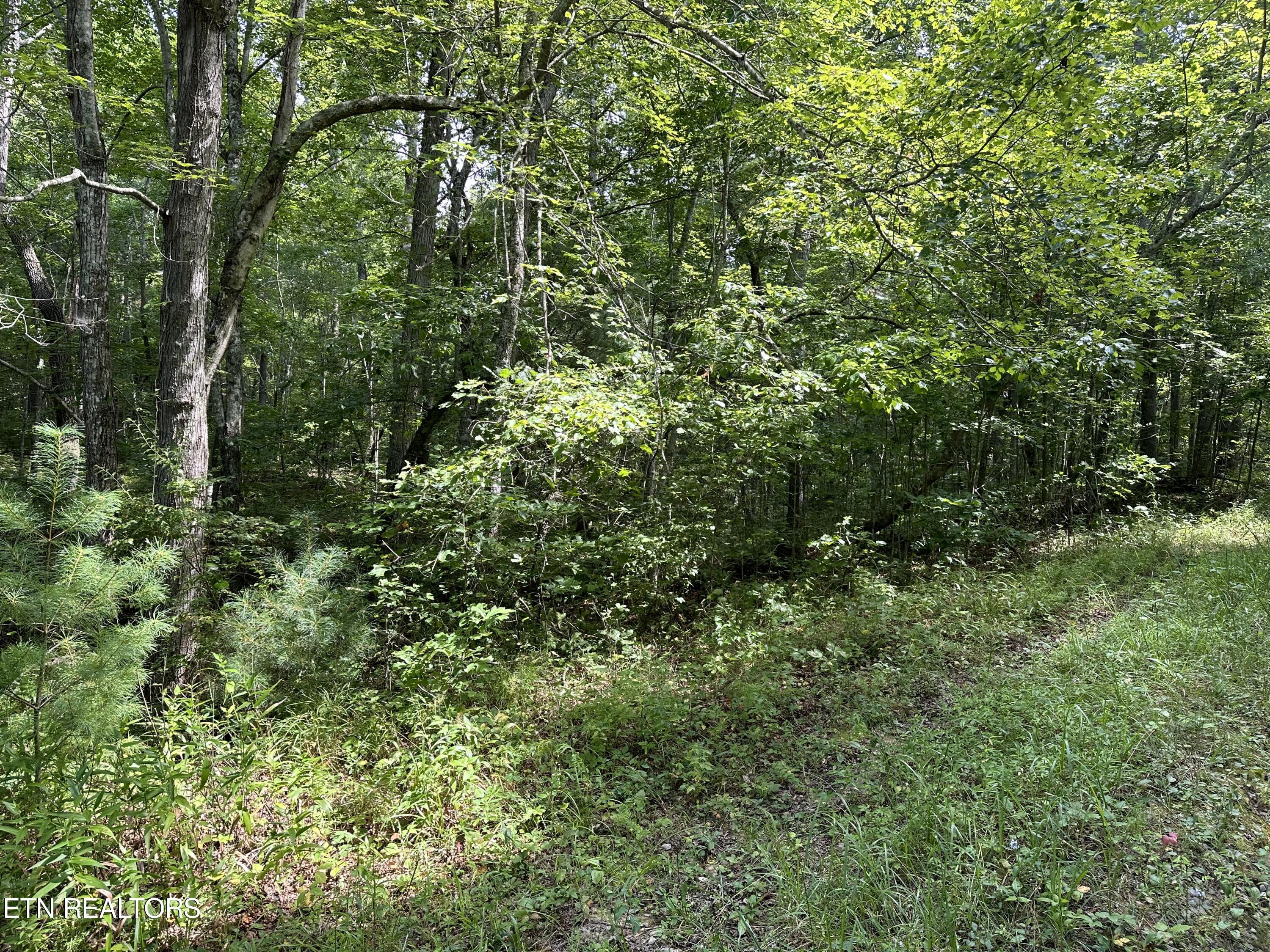 Anthony Road Deer Lodge TN 37726