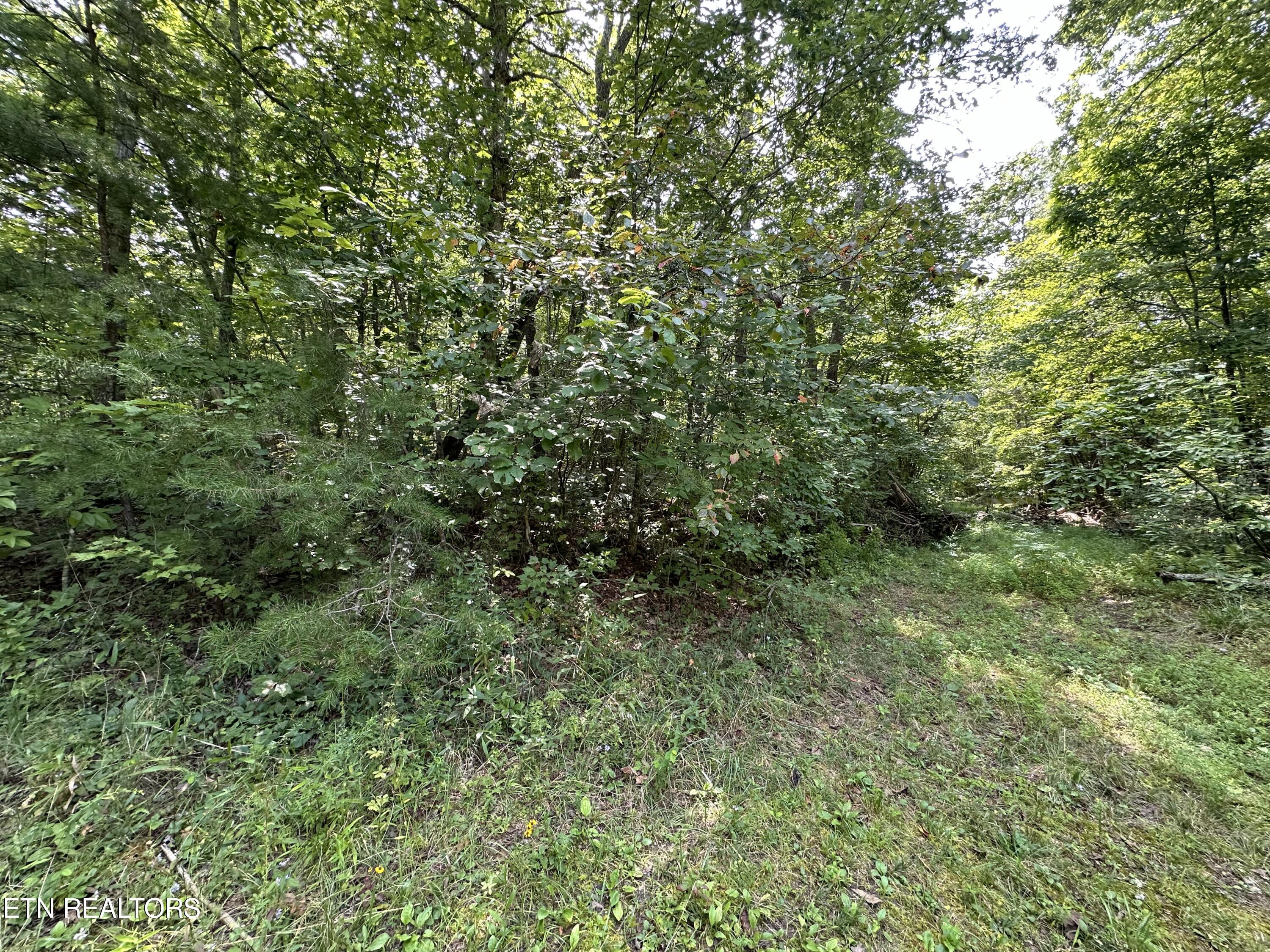 Anthony Road Deer Lodge TN 37726