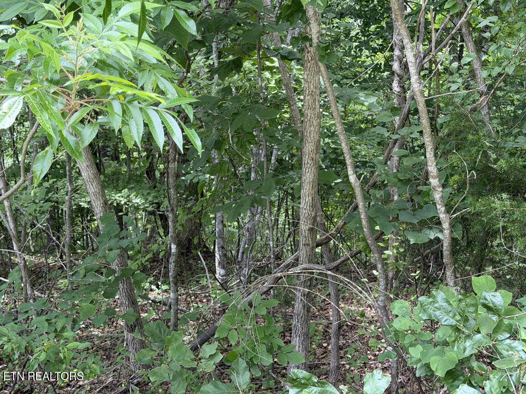 Lot 240 Tanzanite Trail New Tazewell TN 37825