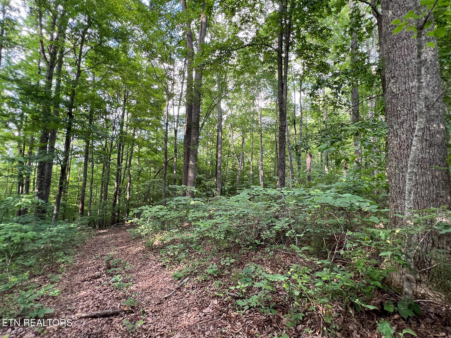 Lot 240 Tanzanite Trail New Tazewell TN 37825