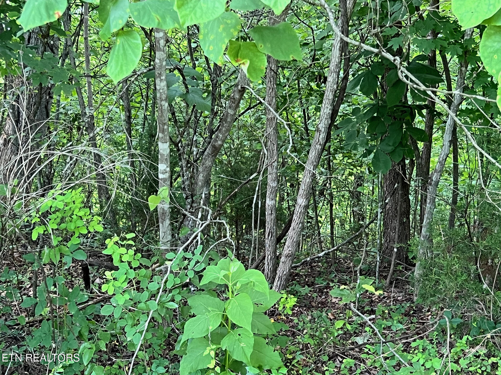 Lot 240 Tanzanite Trail New Tazewell TN 37825