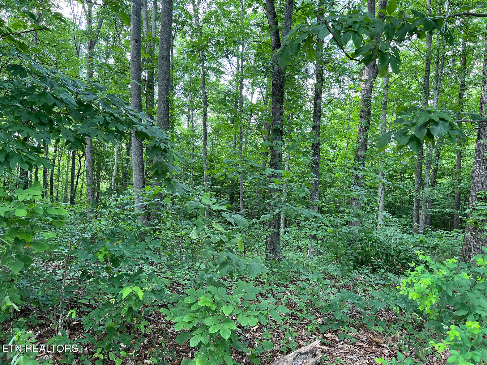 Lot 240 Tanzanite Trail New Tazewell TN 37825