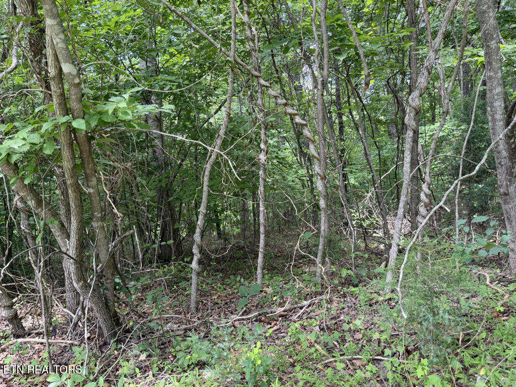 Lot 240 Tanzanite Trail New Tazewell TN 37825