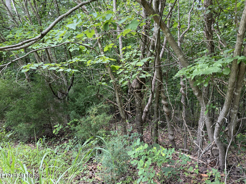 Lot 240 Tanzanite Trail New Tazewell TN 37825