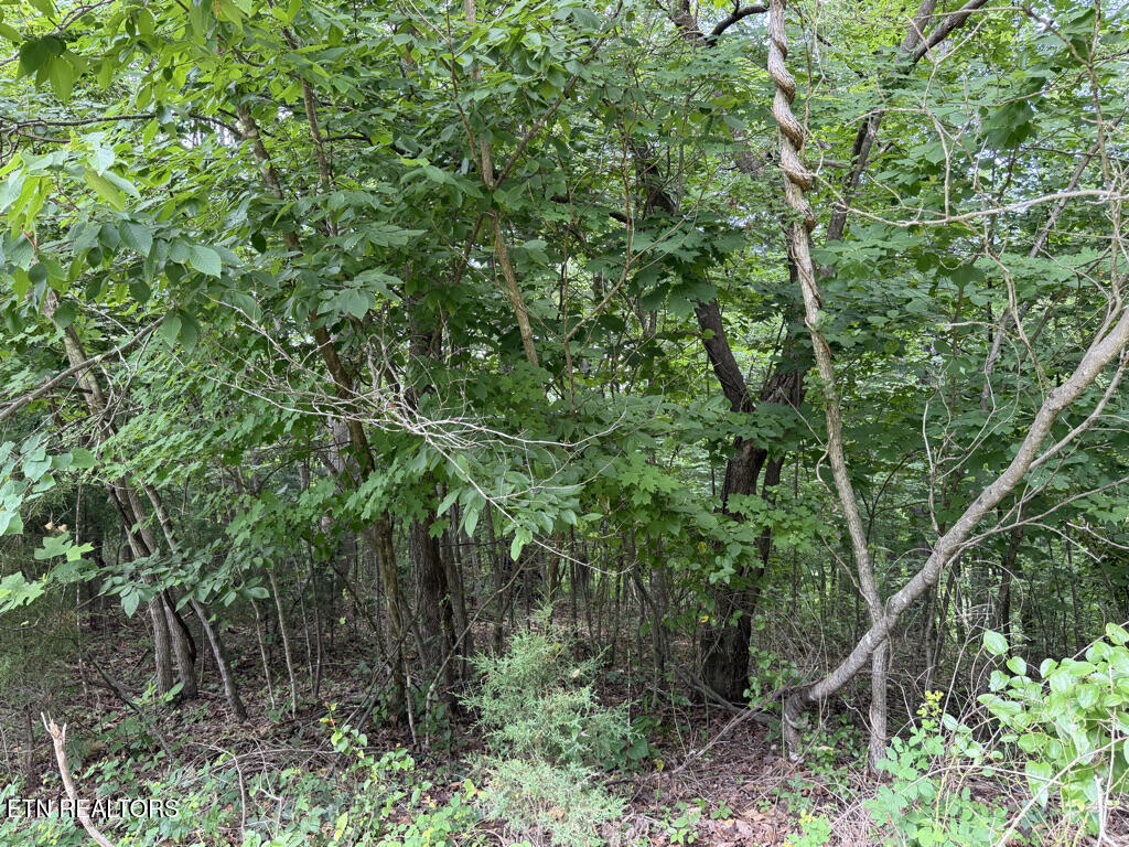 Lot 240 Tanzanite Trail New Tazewell TN 37825