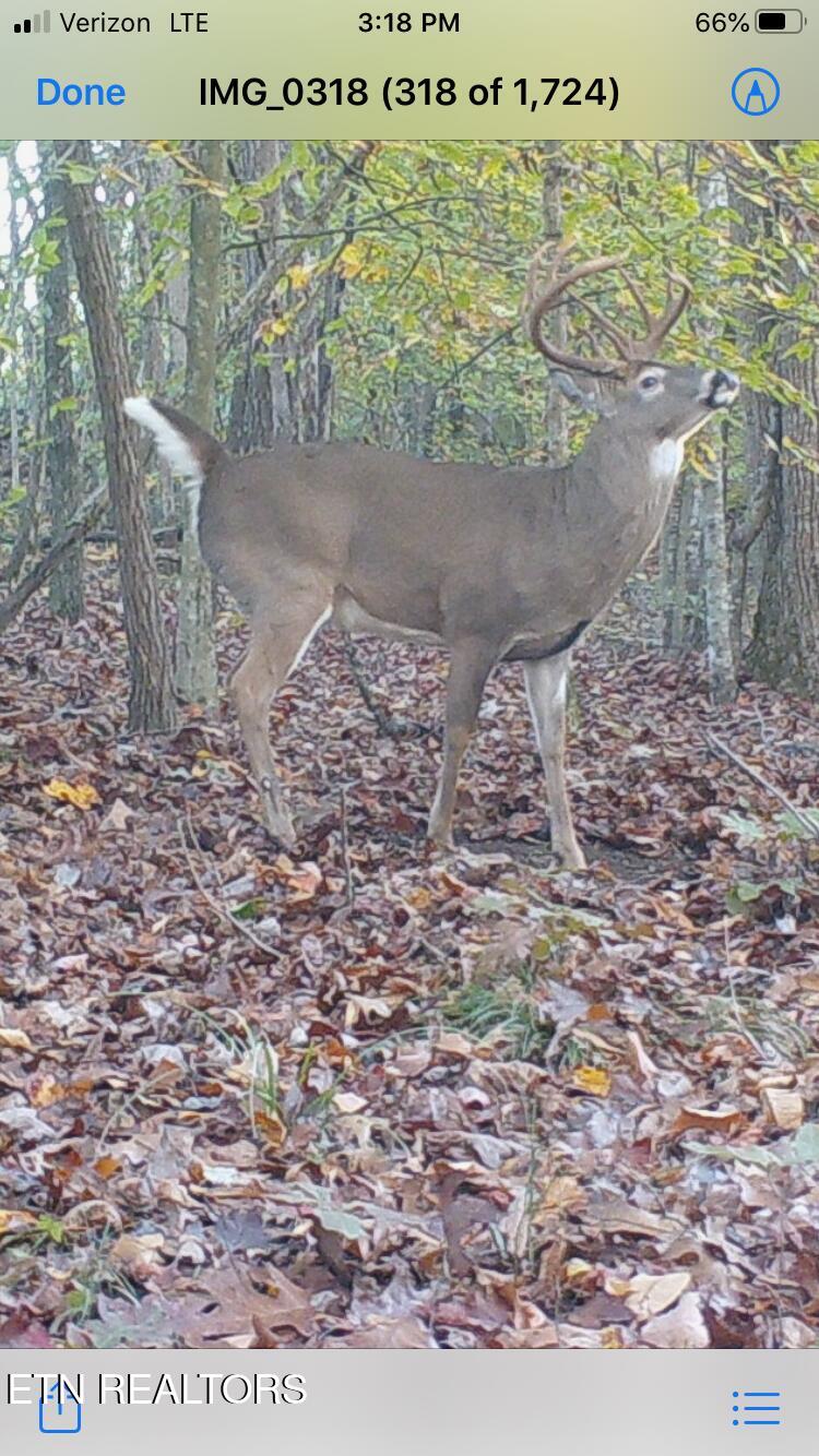 Greever Hollow Road Tazewell TN 37879
