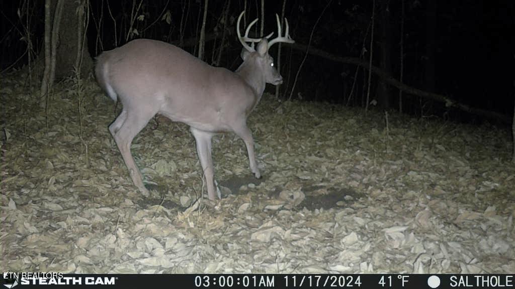 Greever Hollow Road Tazewell TN 37879