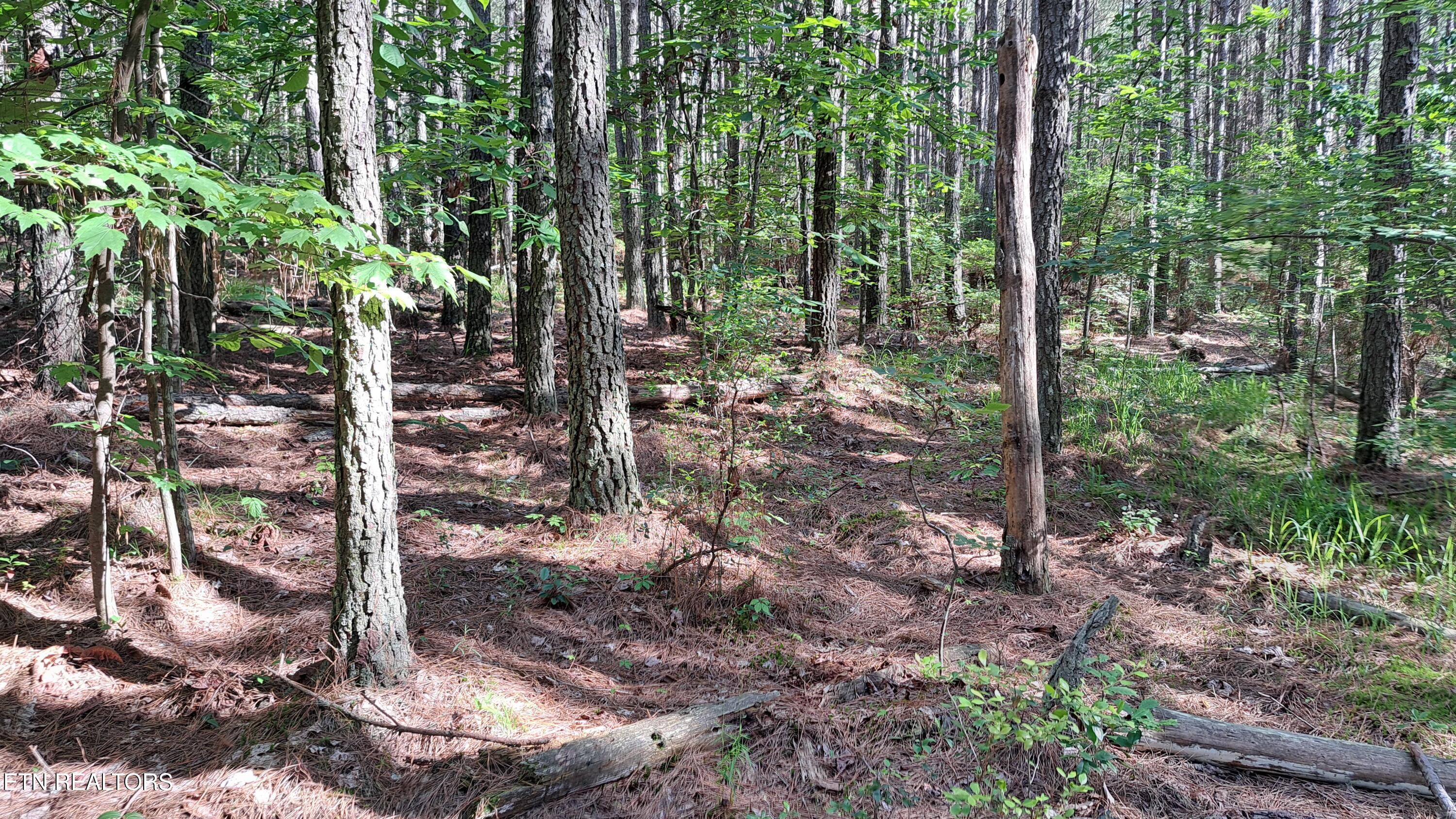 152 Sunset View Lane Rockwood TN 37854