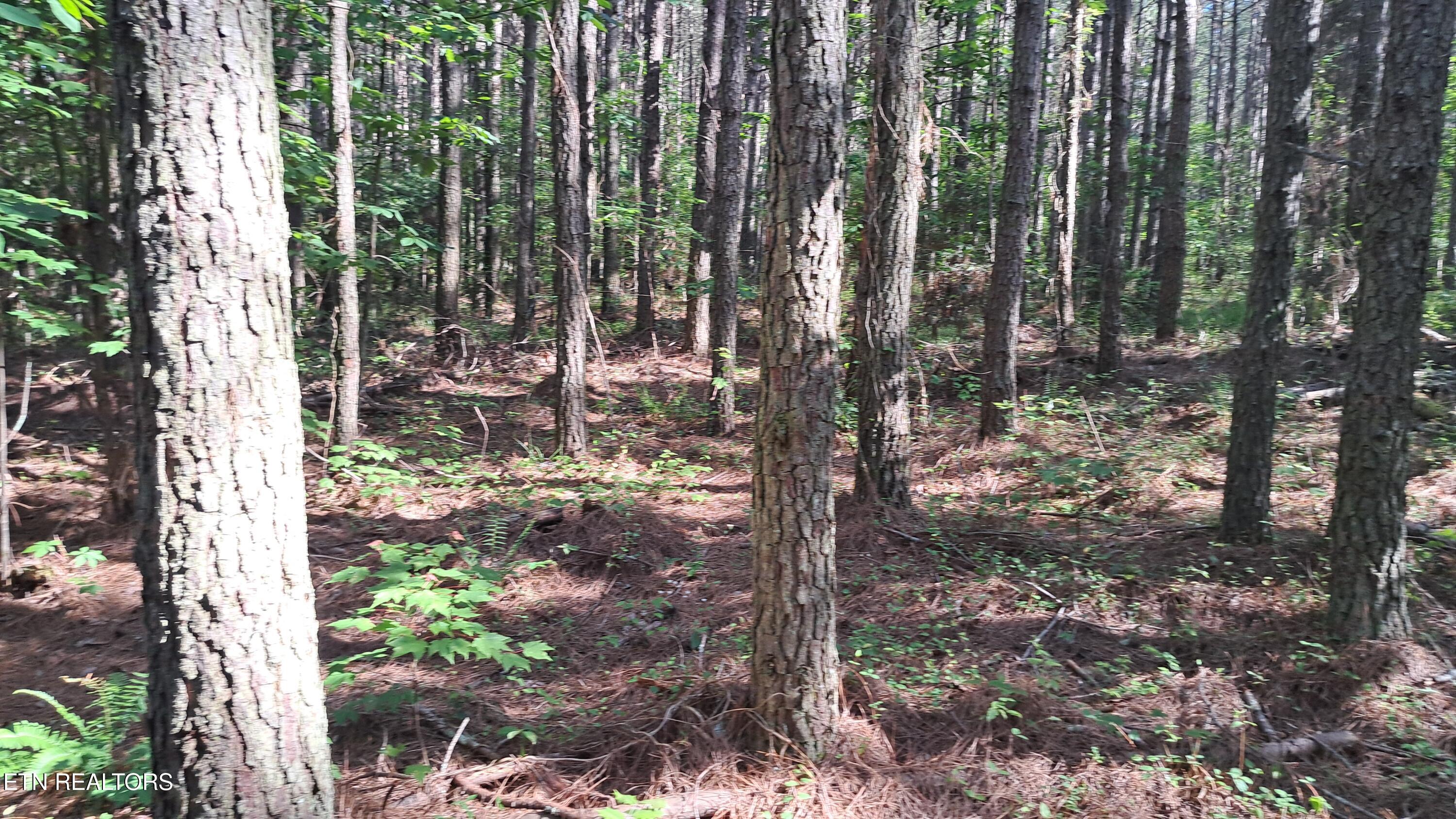 152 Sunset View Lane Rockwood TN 37854