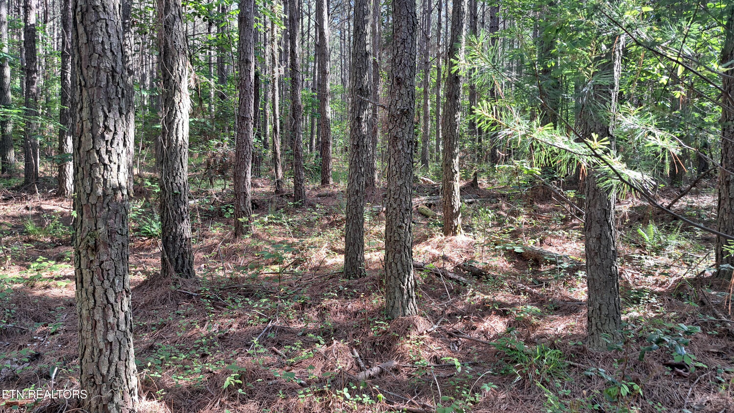 152 Sunset View Lane Rockwood TN 37854