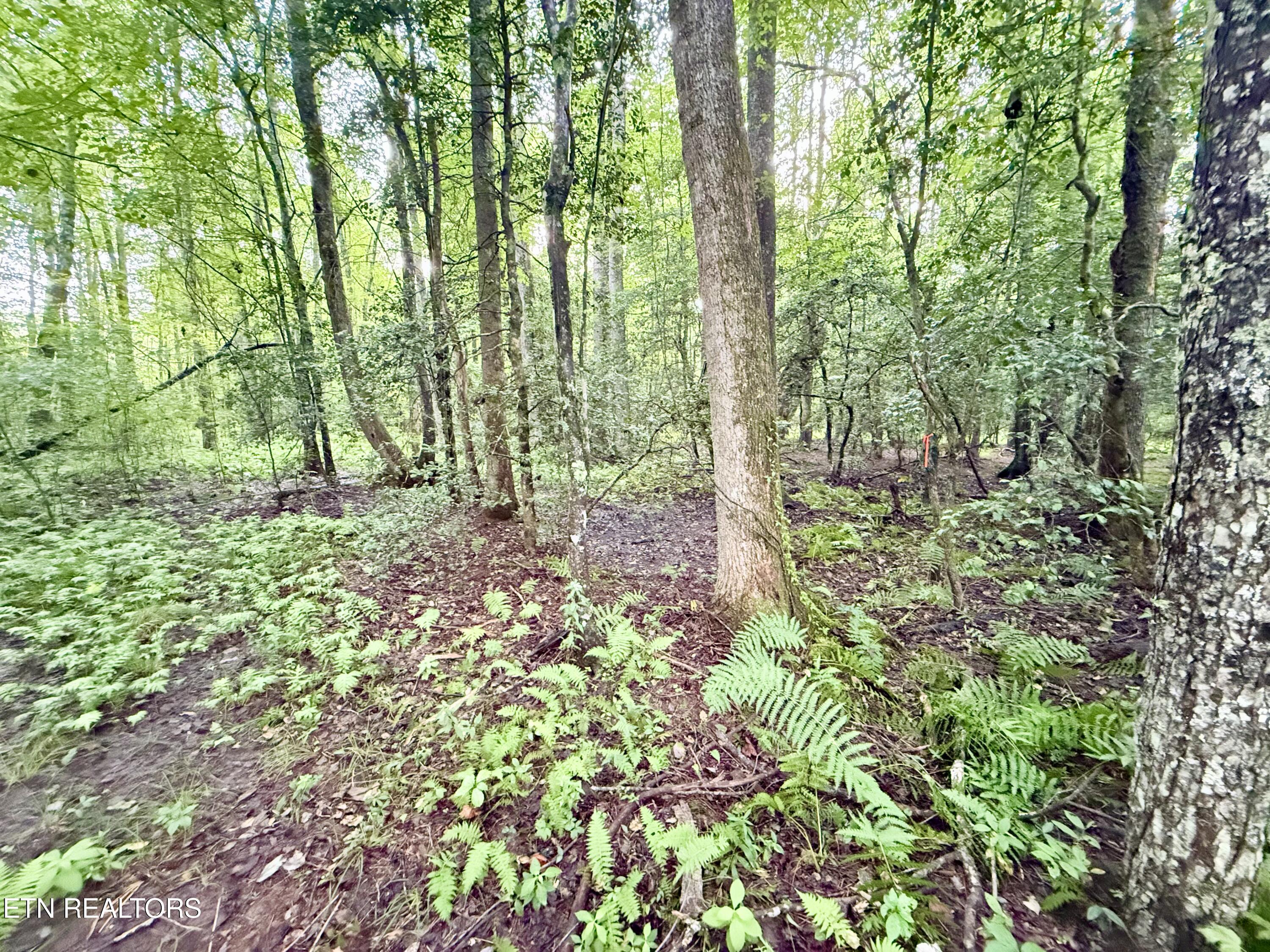 Lot 11 Airport Road Rockwood TN 37854