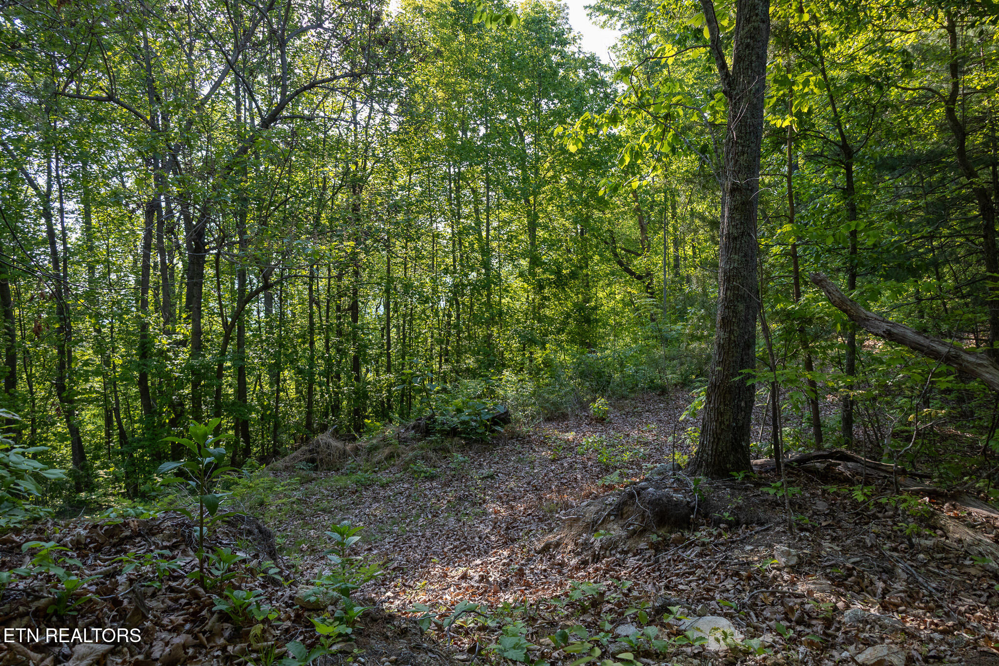 1017/1035 Big Buck Trail Townsend TN 37882