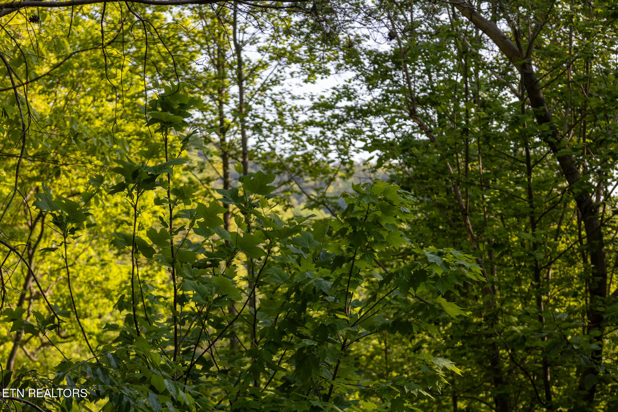1017/1035 Big Buck Trail Townsend TN 37882