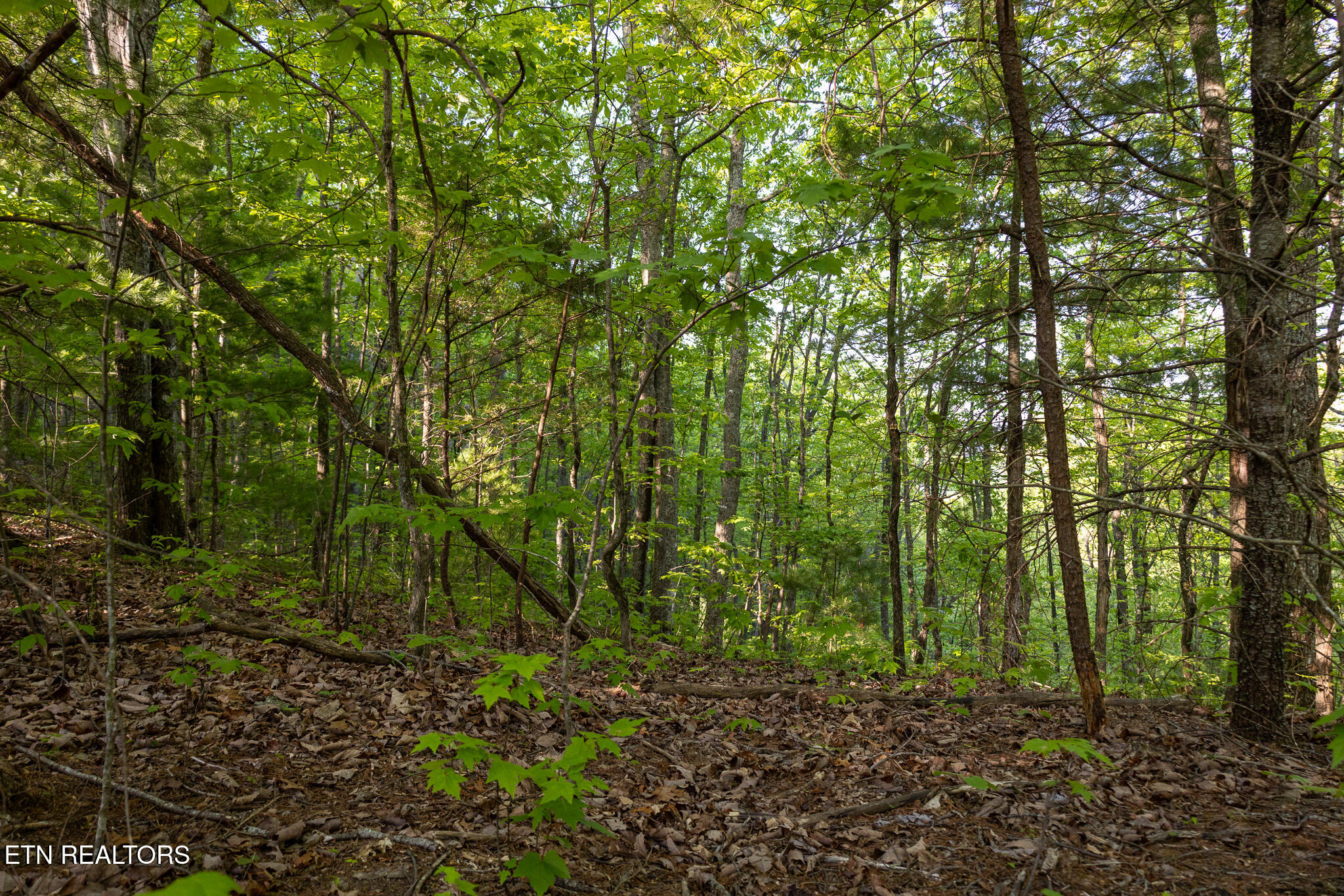 1017/1035 Big Buck Trail Townsend TN 37882