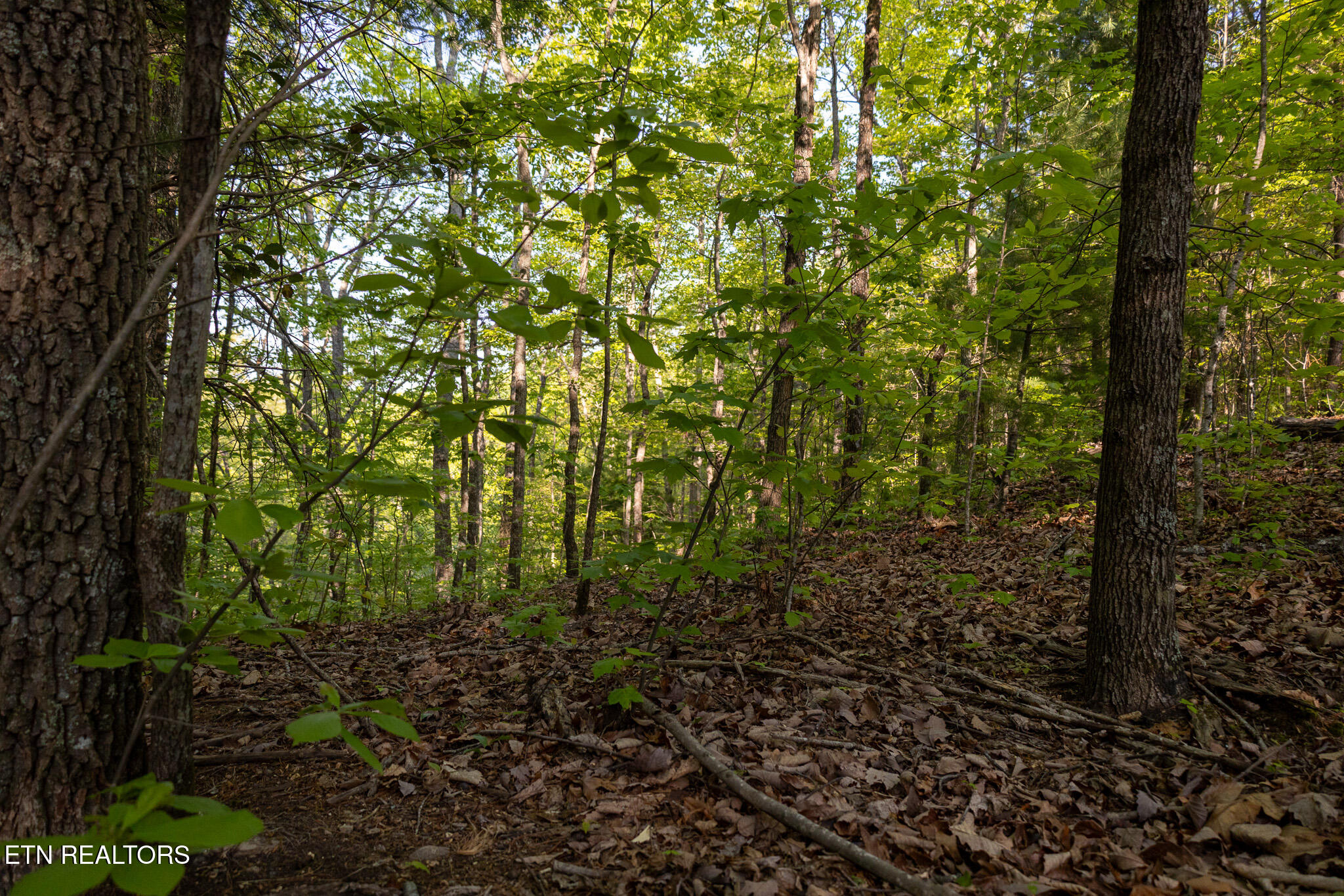 1017/1035 Big Buck Trail Townsend TN 37882
