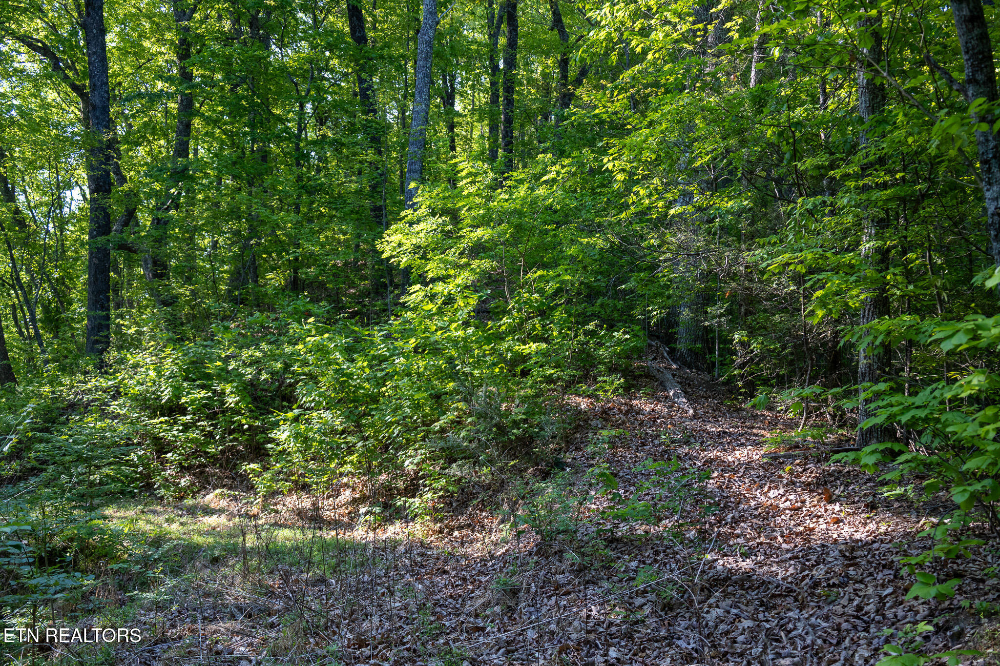 1017/1035 Big Buck Trail Townsend TN 37882