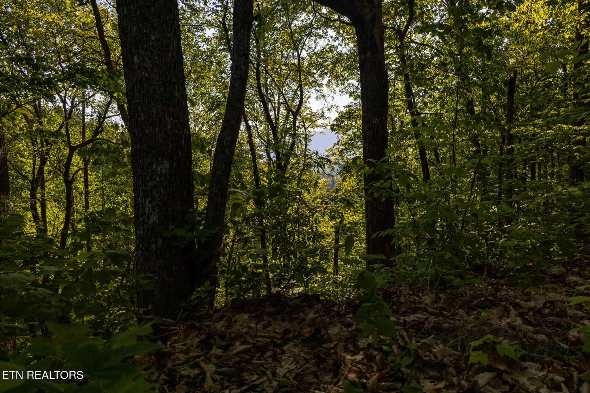 1017/1035 Big Buck Trail Townsend TN 37882
