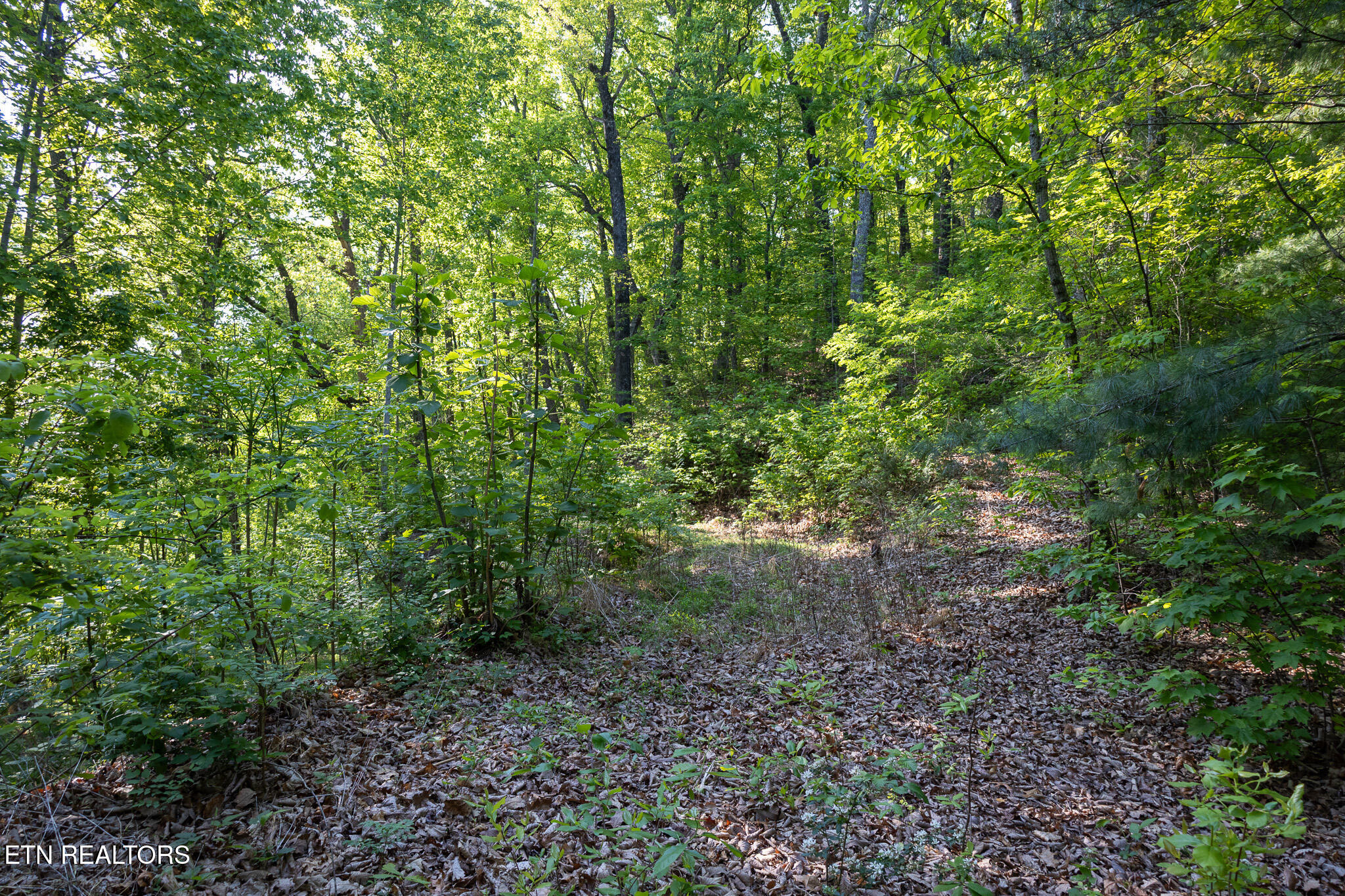 1017/1035 Big Buck Trail Townsend TN 37882