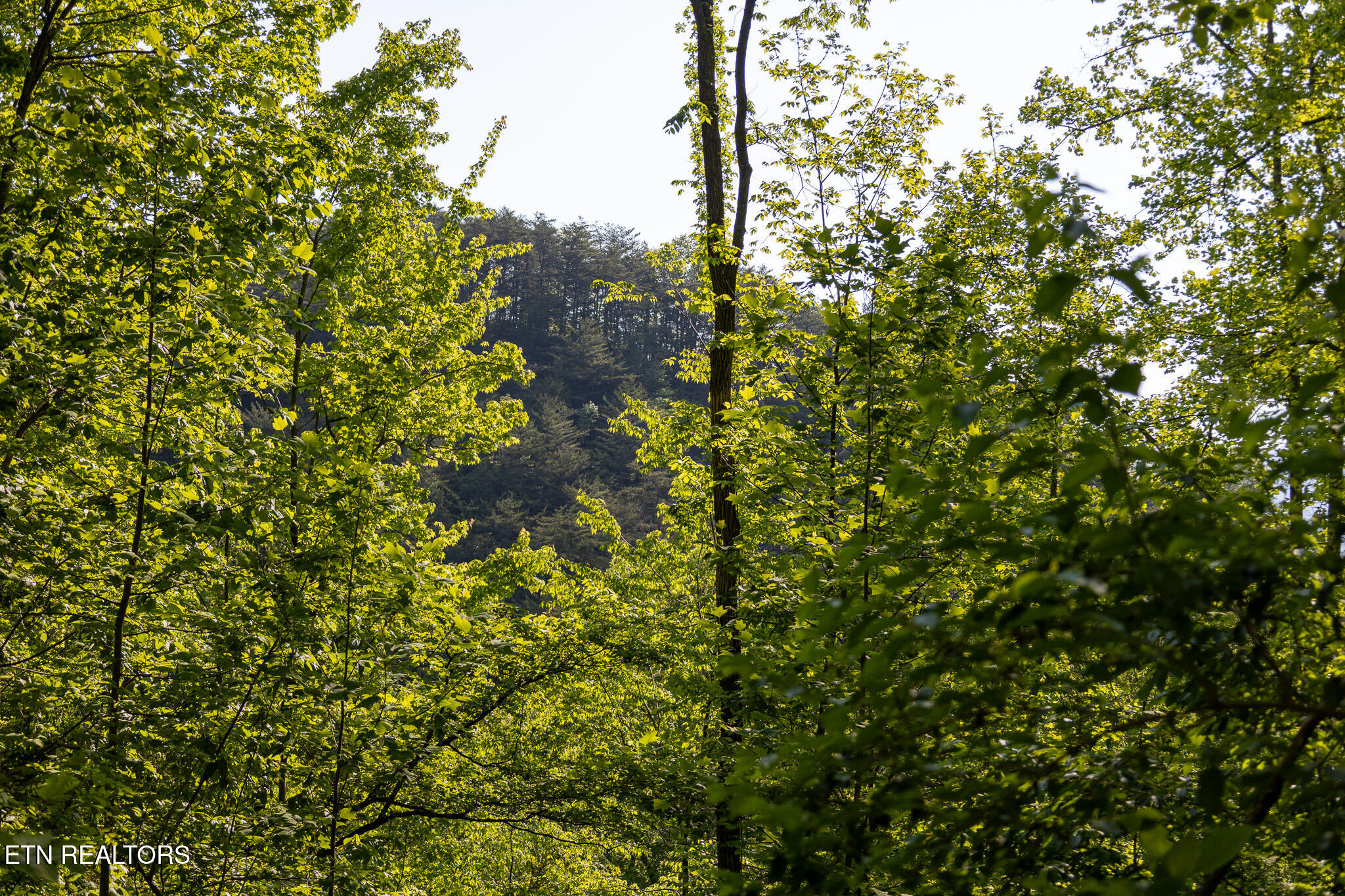 1017/1035 Big Buck Trail Townsend TN 37882