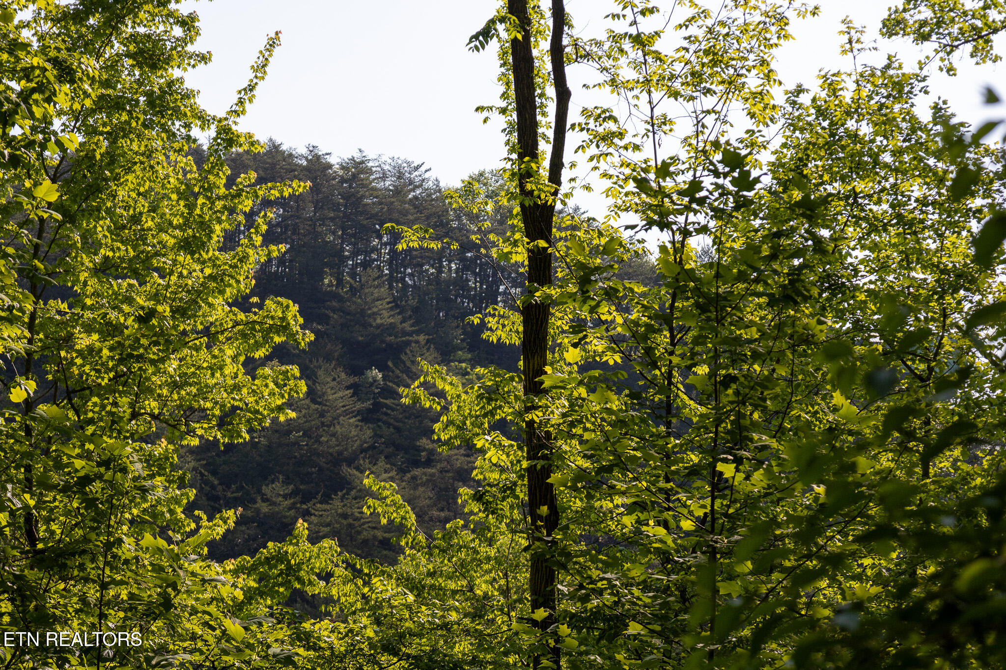 1017/1035 Big Buck Trail Townsend TN 37882