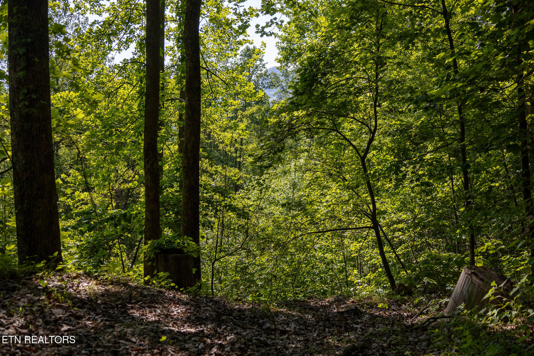 1017/1035 Big Buck Trail Townsend TN 37882