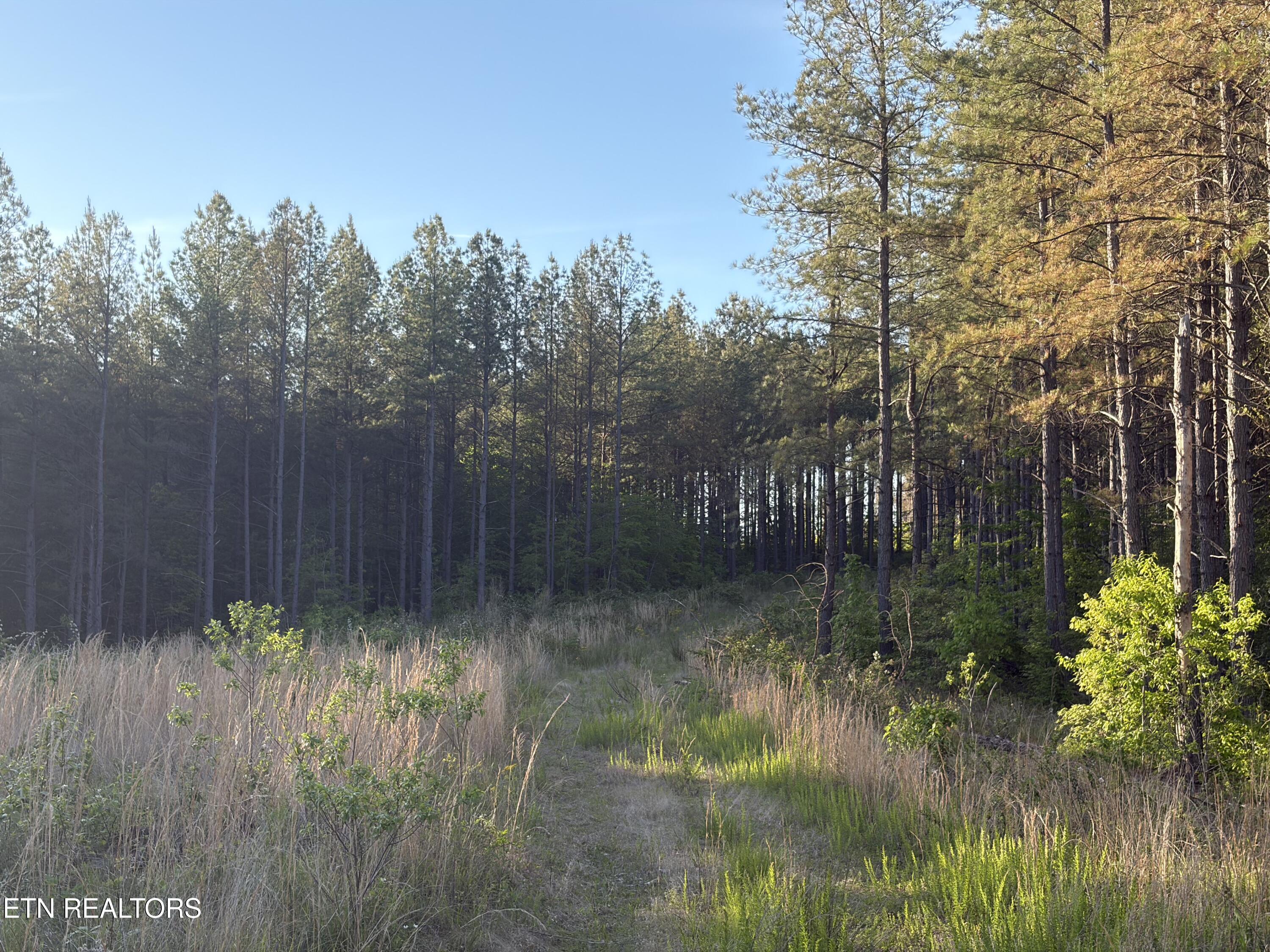 Lot 68 Black Bear Lane Sunbright TN 37872