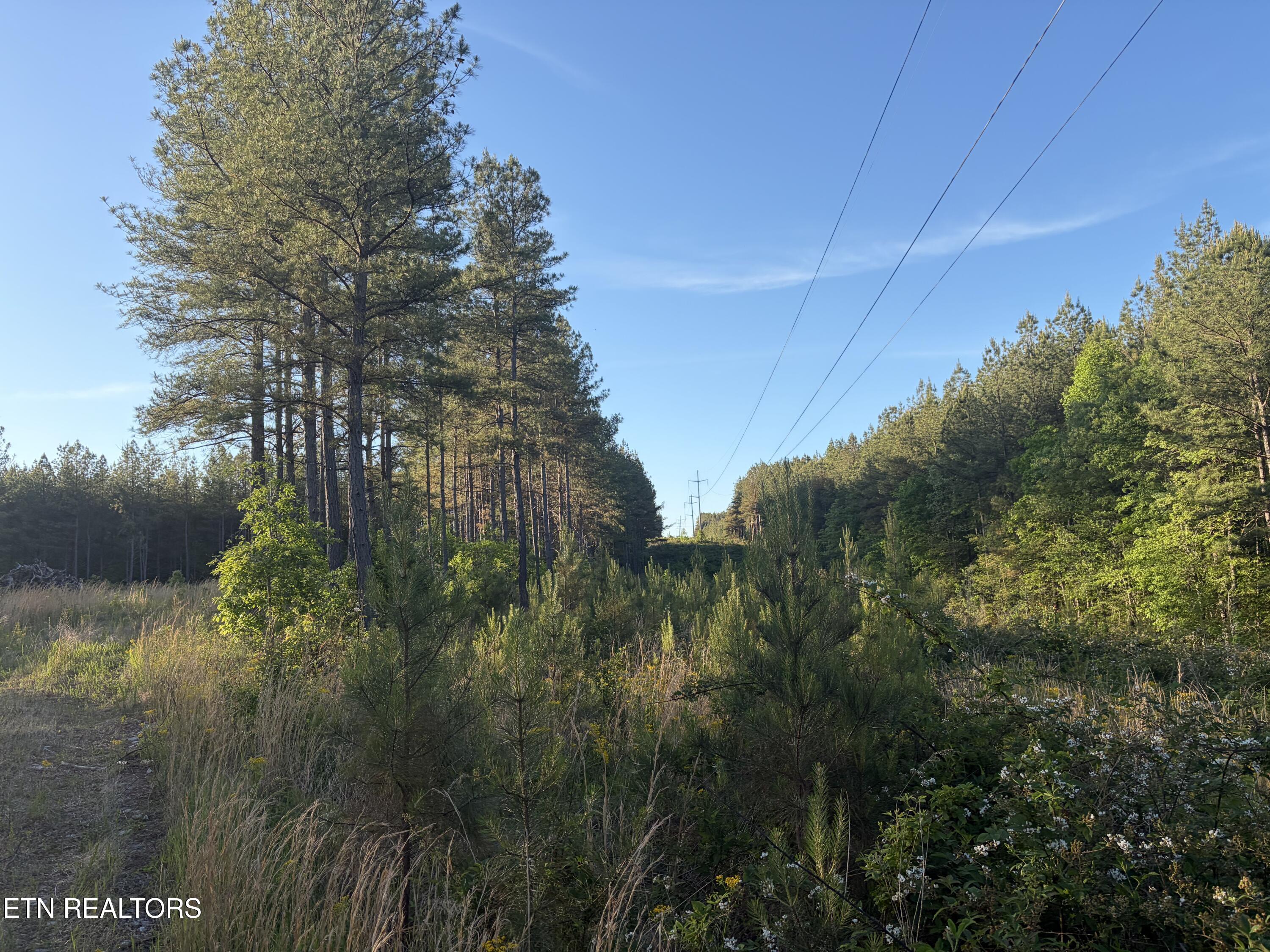 Lot 68 Black Bear Lane Sunbright TN 37872