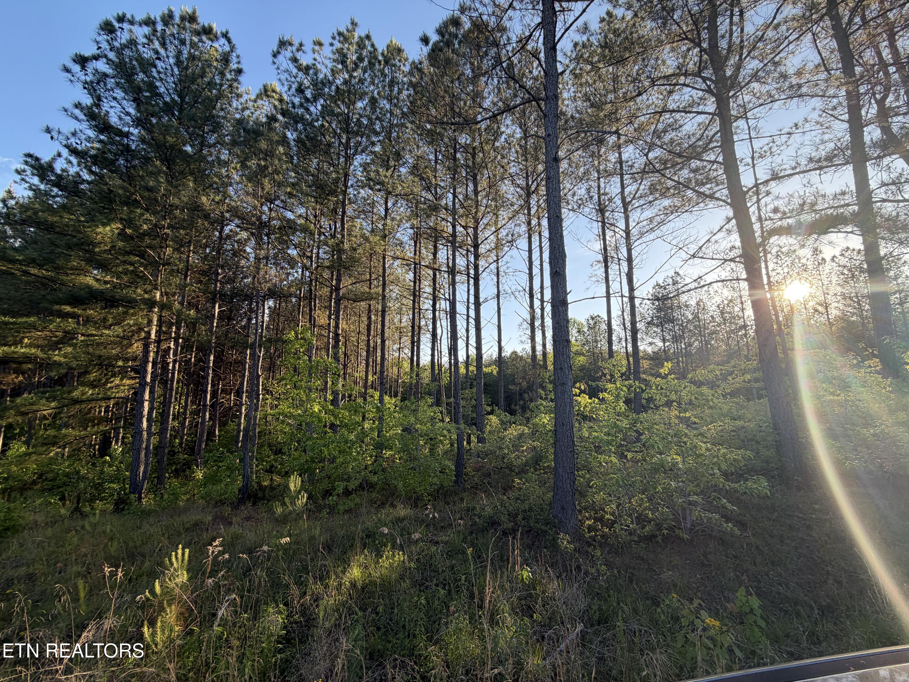 Lot 68 Black Bear Lane Sunbright TN 37872