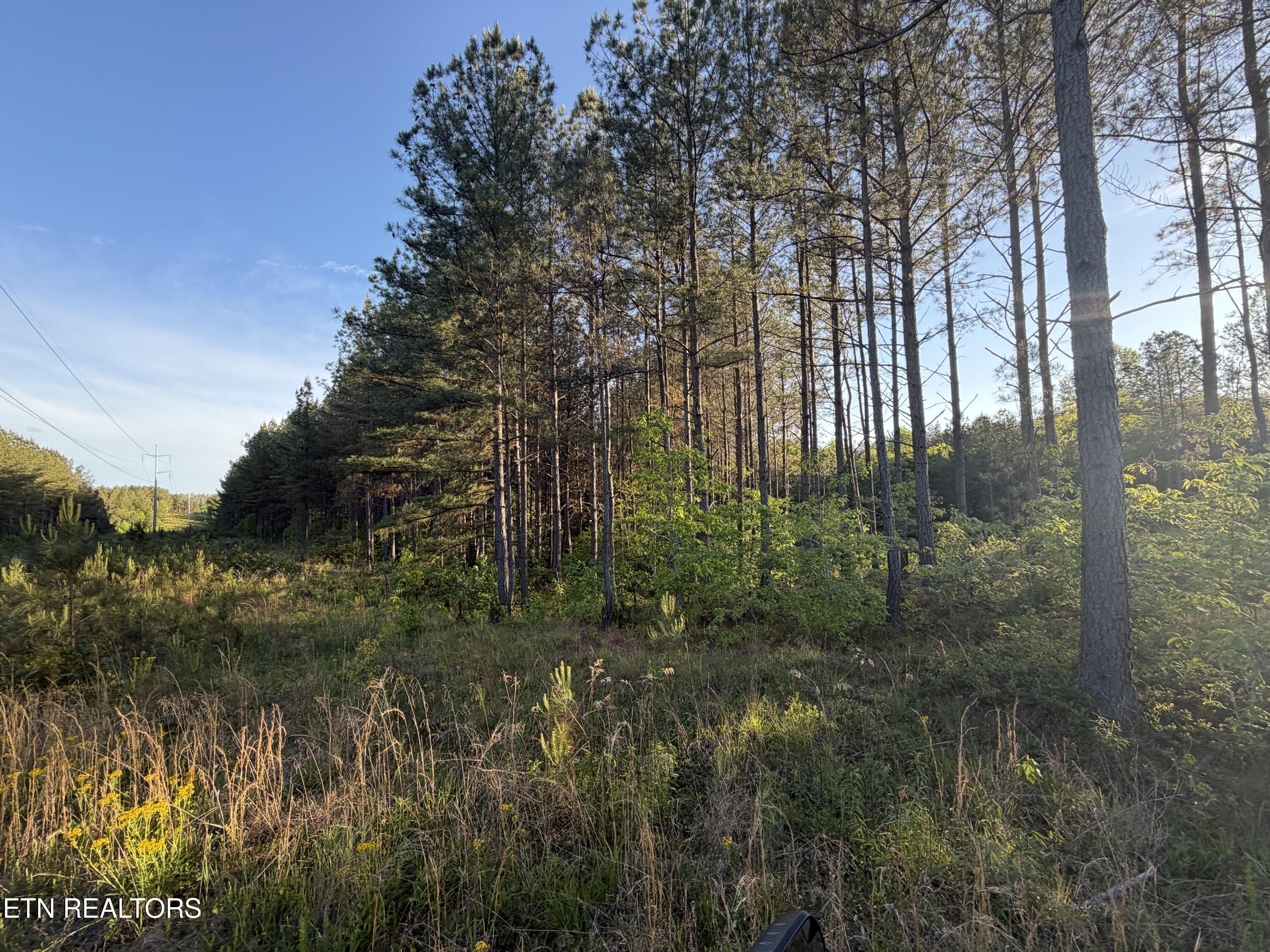 Lot 68 Black Bear Lane Sunbright TN 37872