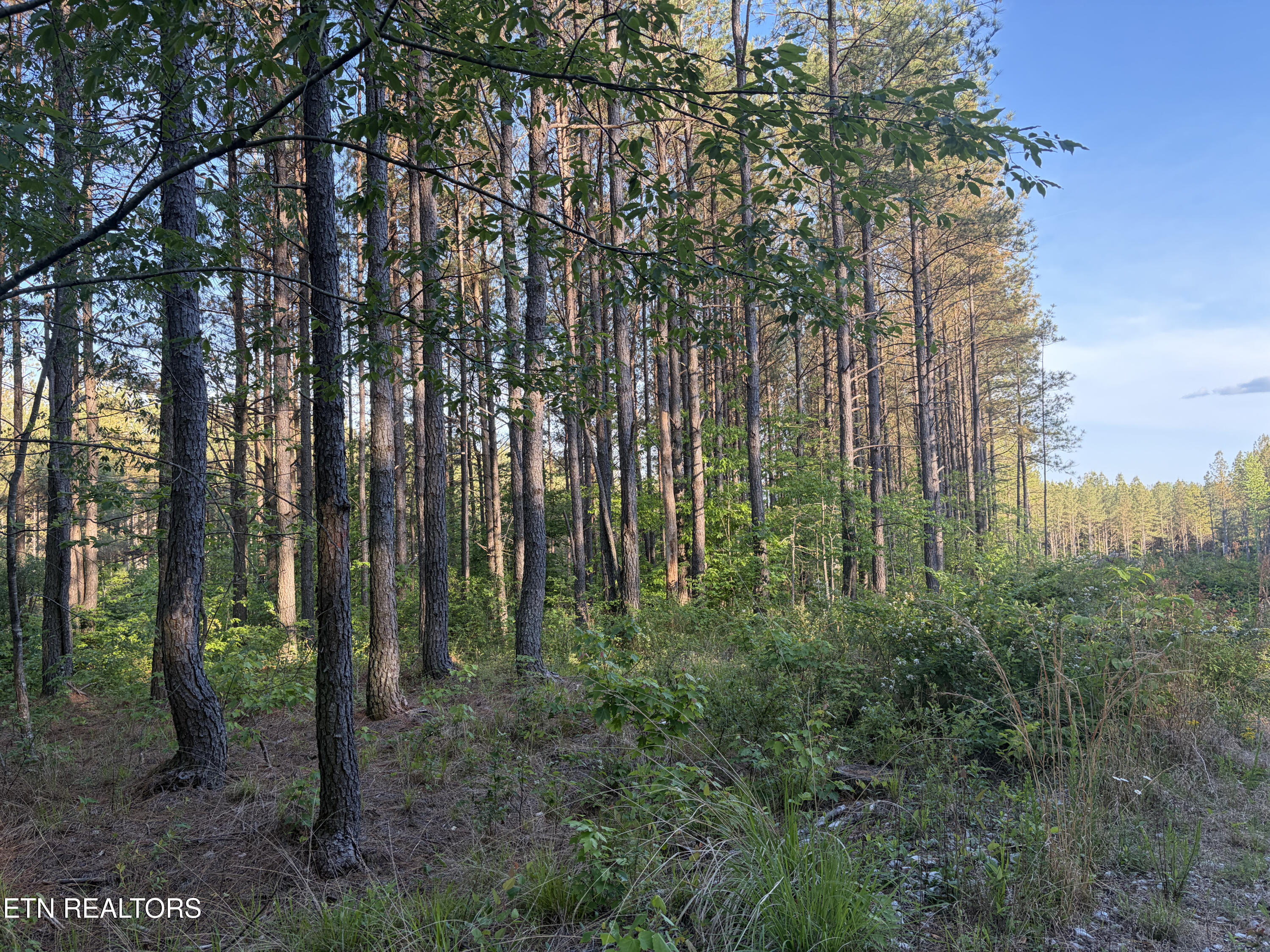 Lot 68 Black Bear Lane Sunbright TN 37872