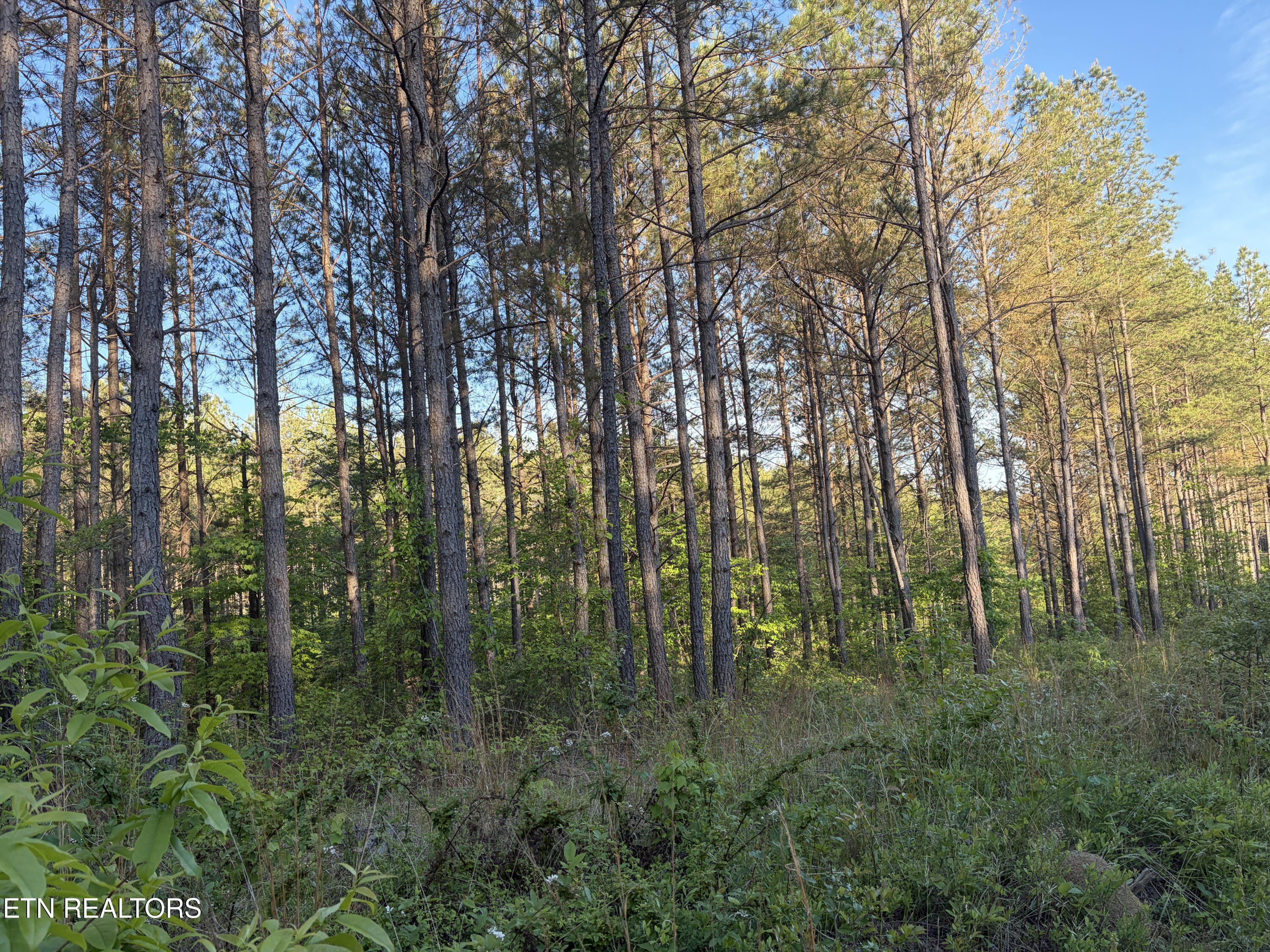 Lot 68 Black Bear Lane Sunbright TN 37872