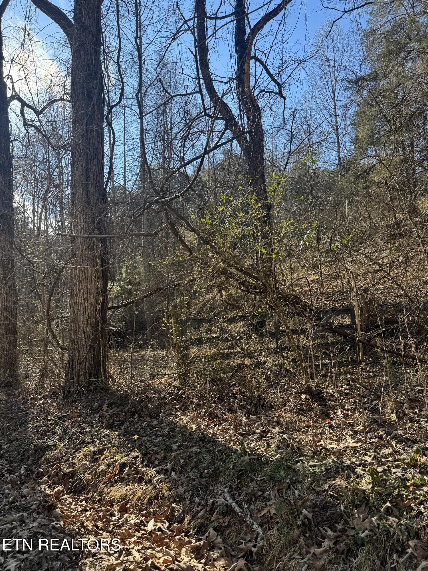 Molly Hollow Road New Tazewell TN 37825