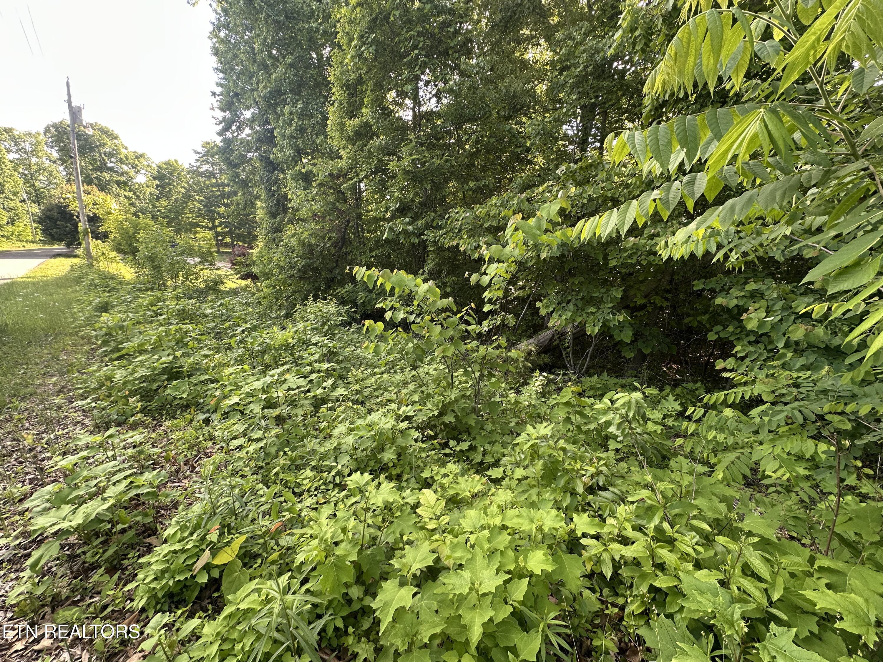 Pine Hollow Road Jacksboro TN 37757