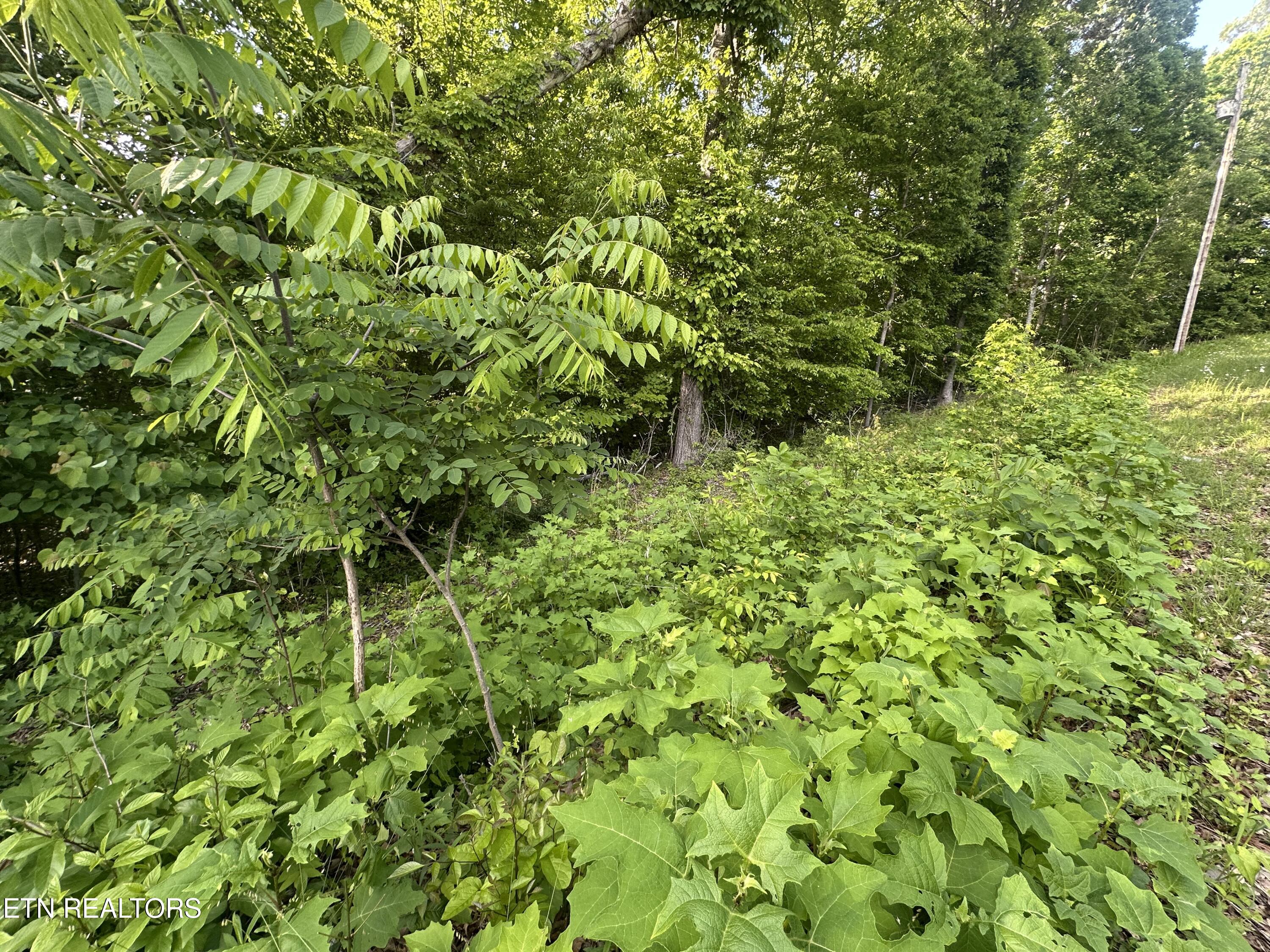 Pine Hollow Road Jacksboro TN 37757