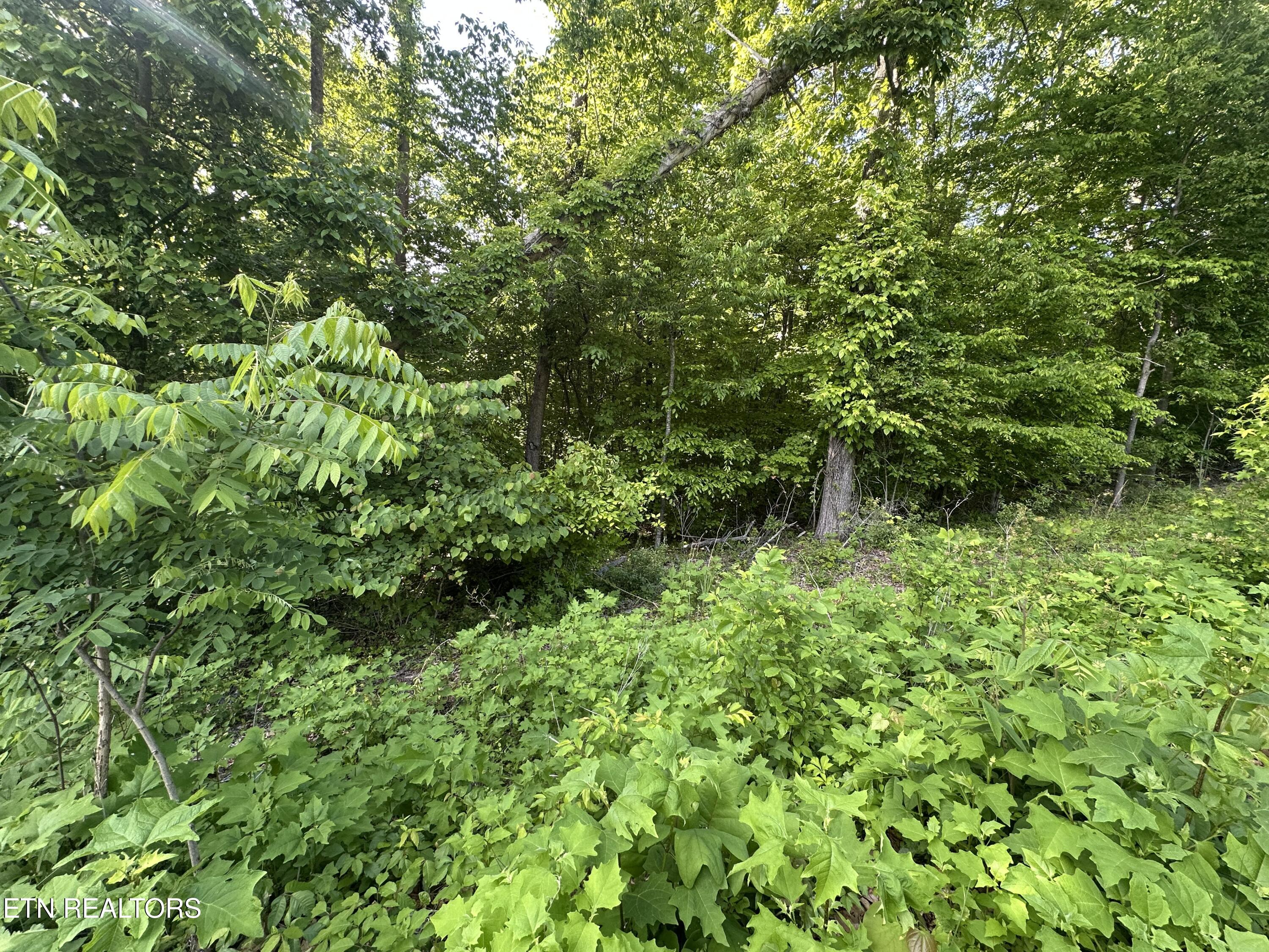 Pine Hollow Road Jacksboro TN 37757