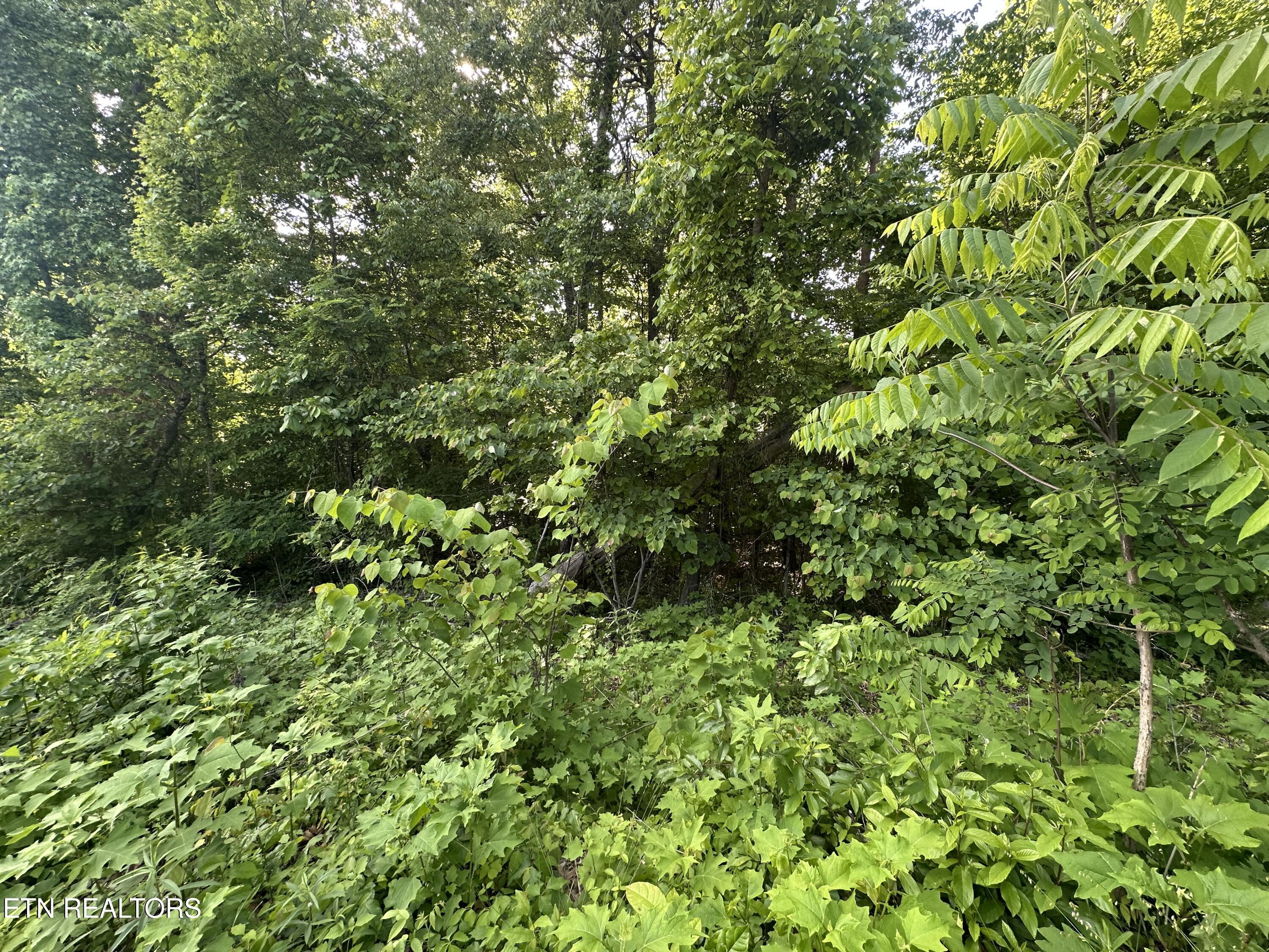 Pine Hollow Road Jacksboro TN 37757