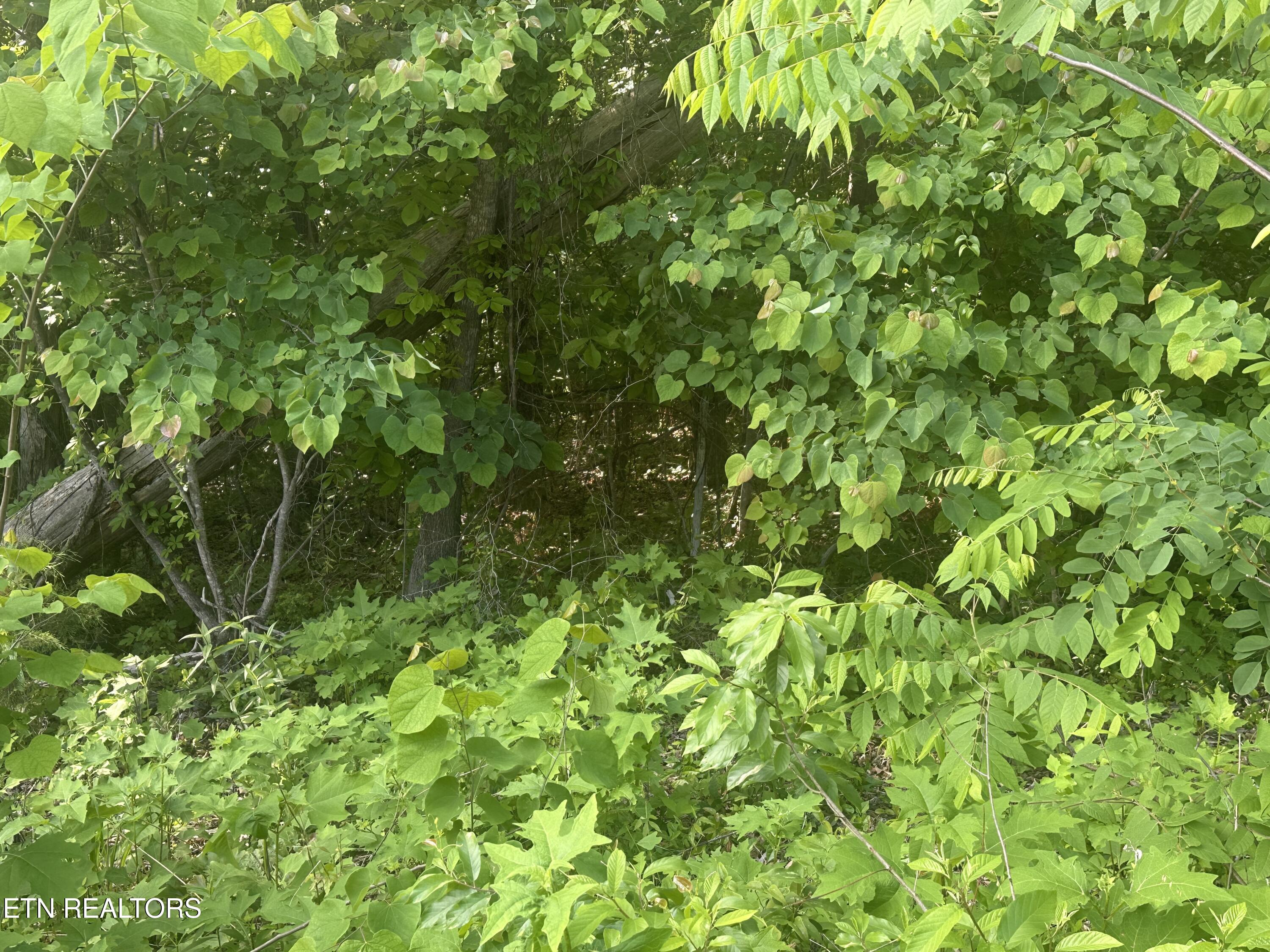 Pine Hollow Road Jacksboro TN 37757