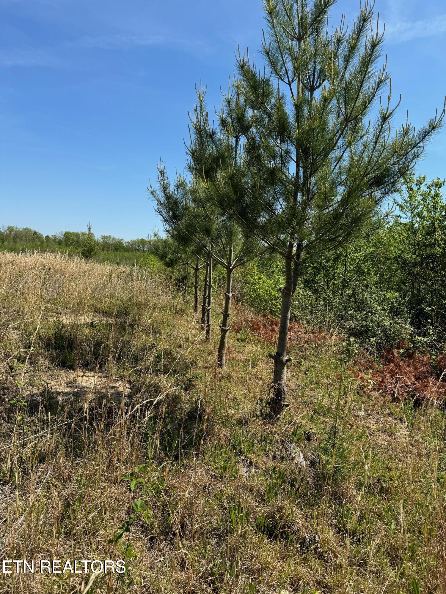 Coon Hollow Road Sunbright TN 37872