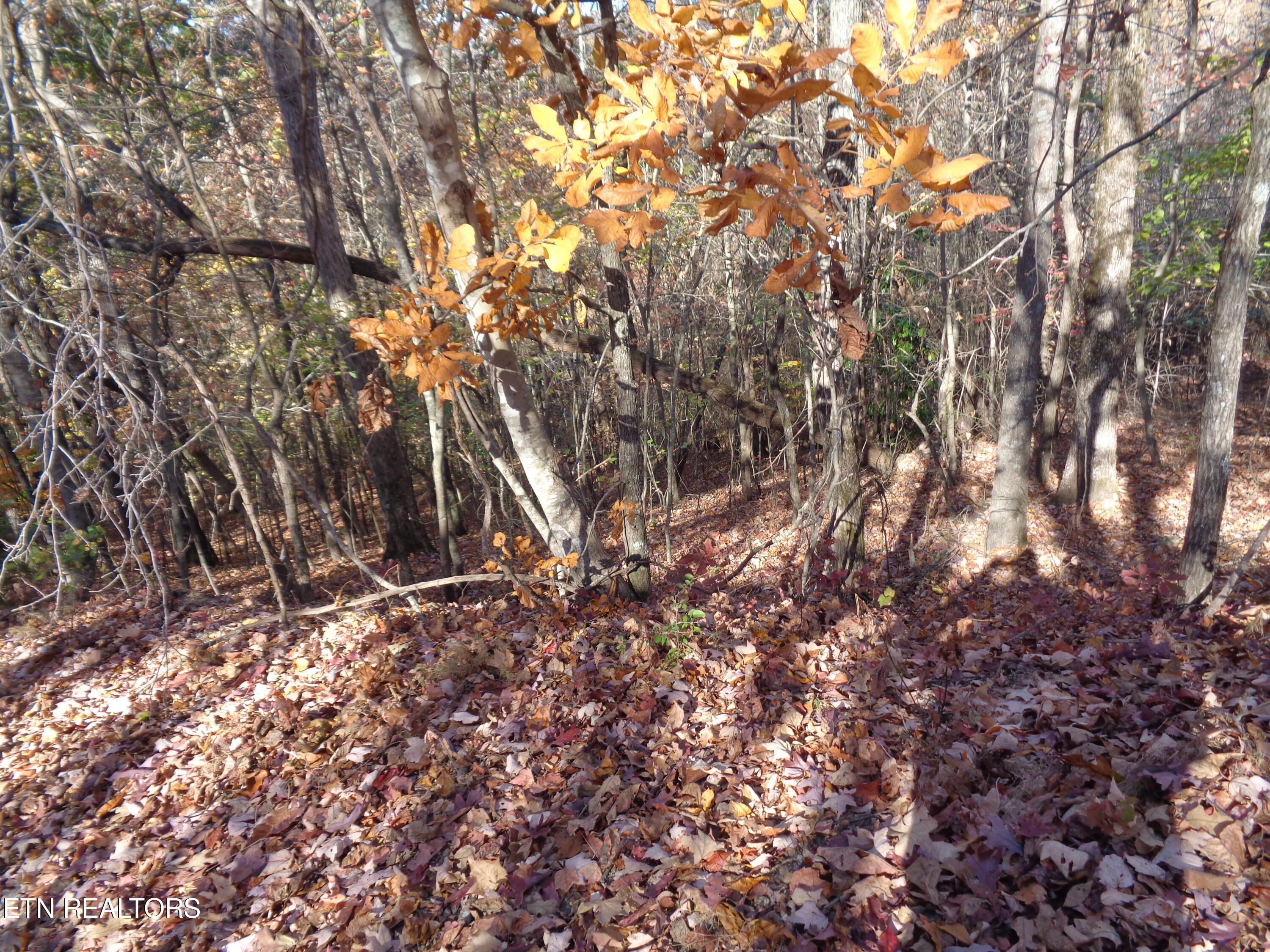 Twin Feathers Drive Rockwood TN 37854