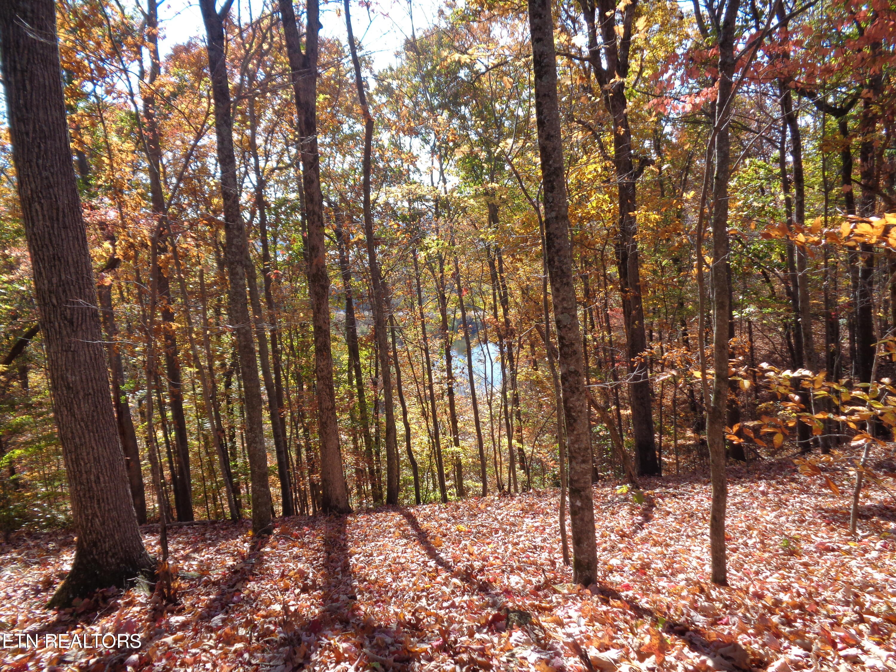 Twin Feathers Drive Rockwood TN 37854
